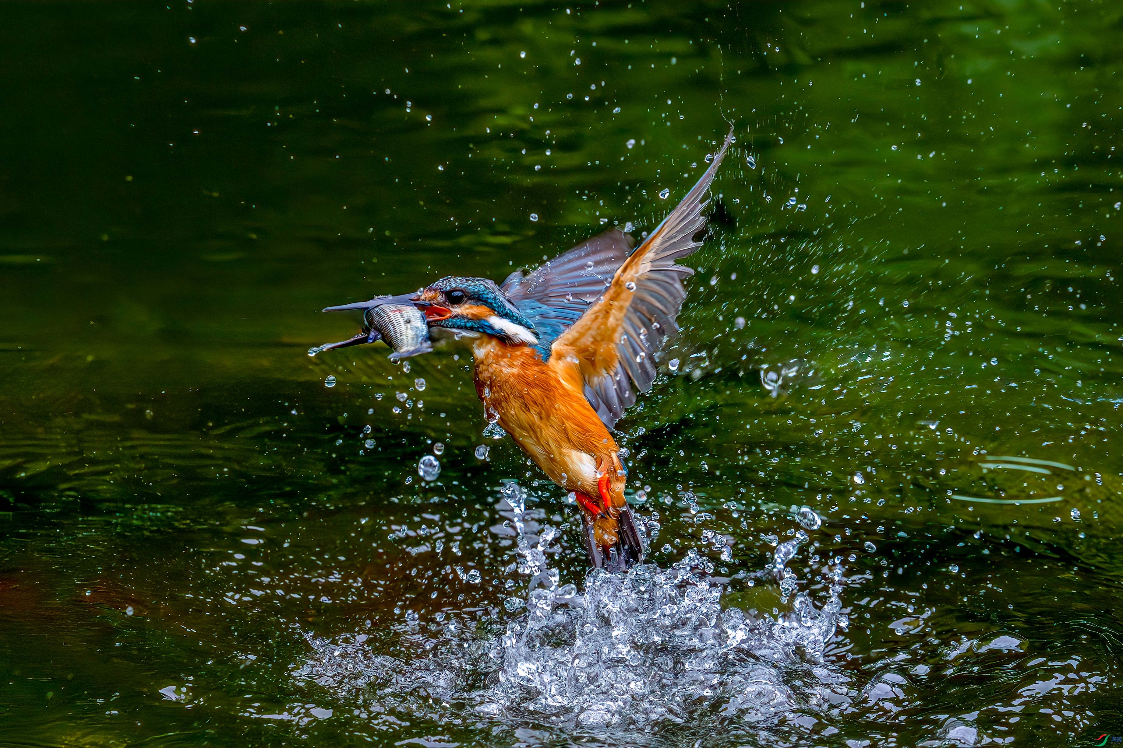 _DSC5854-.jpg