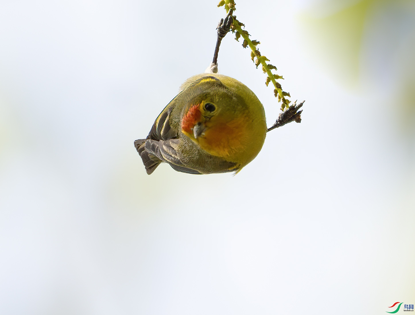 DSC_3536-����ǿ-NR ����.jpg