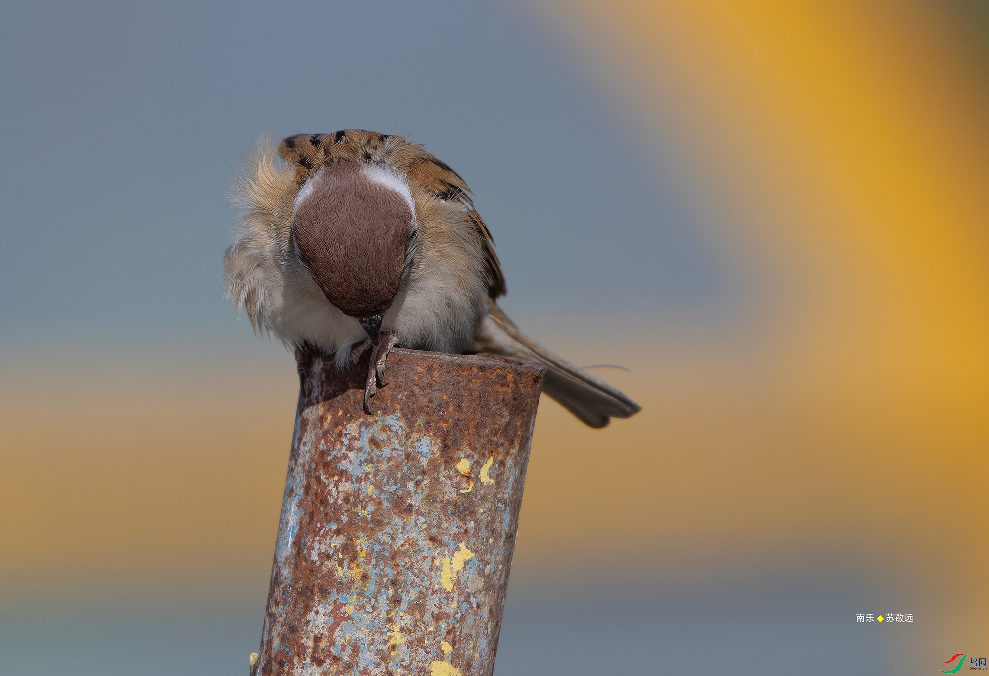 _DSC5346-NEF_DxO_С.jpg