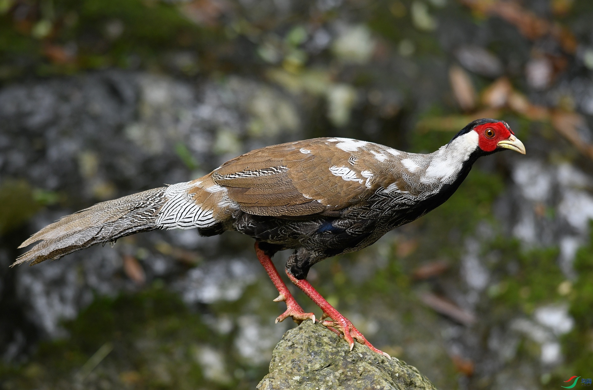 DSC_7795.jpg
