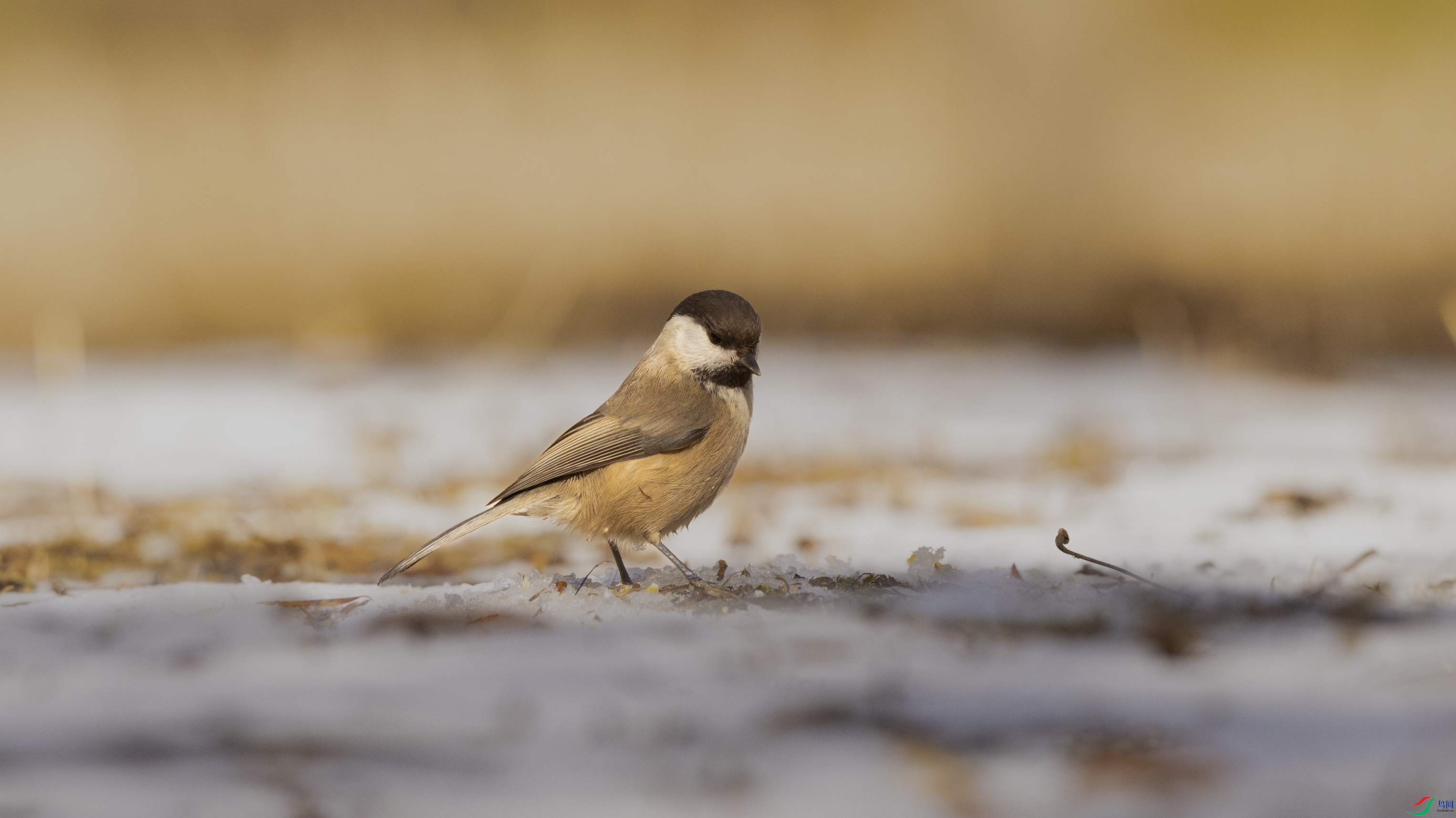 7X5A1275 ����.jpg