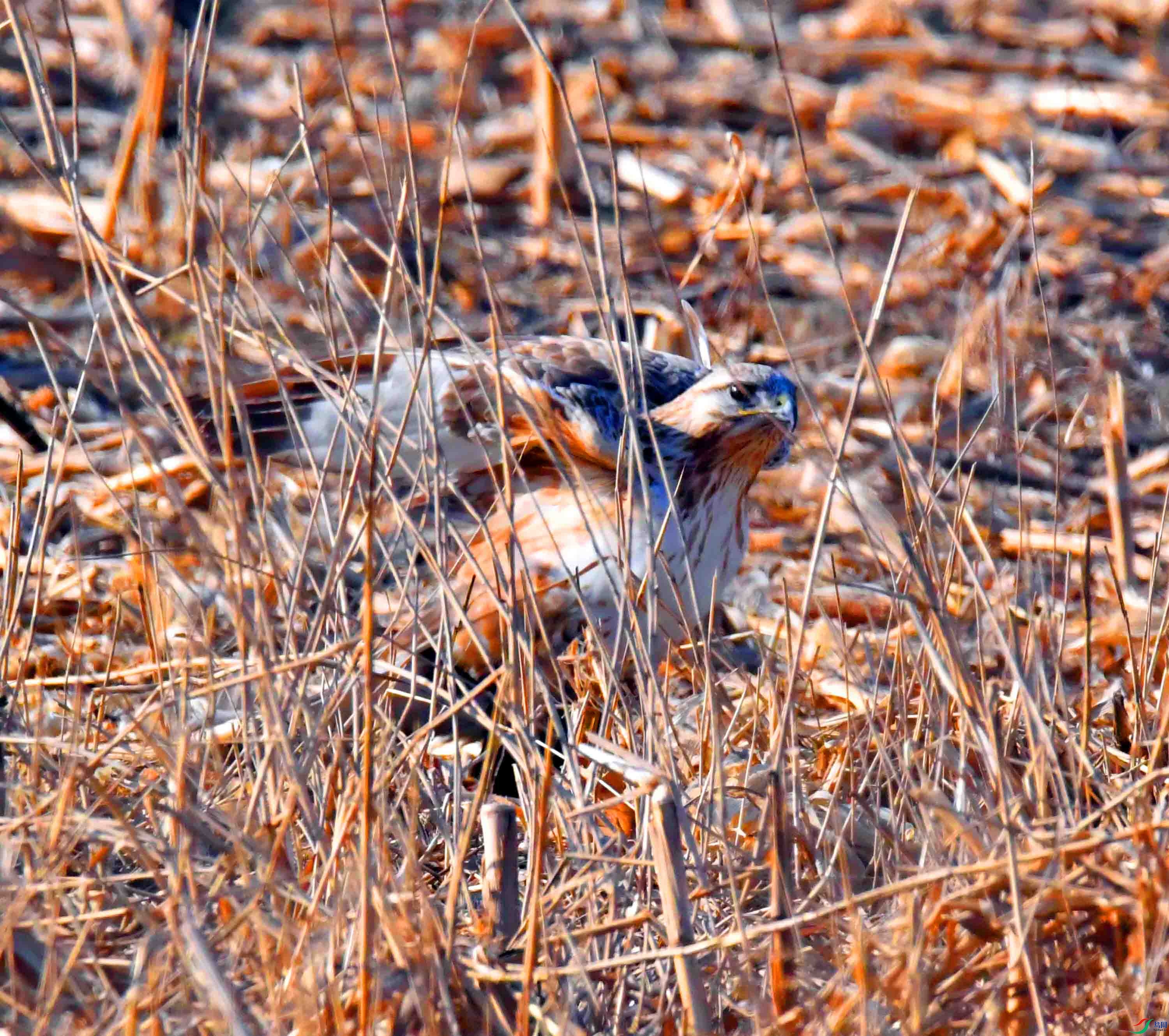 DSC_1385.JPG