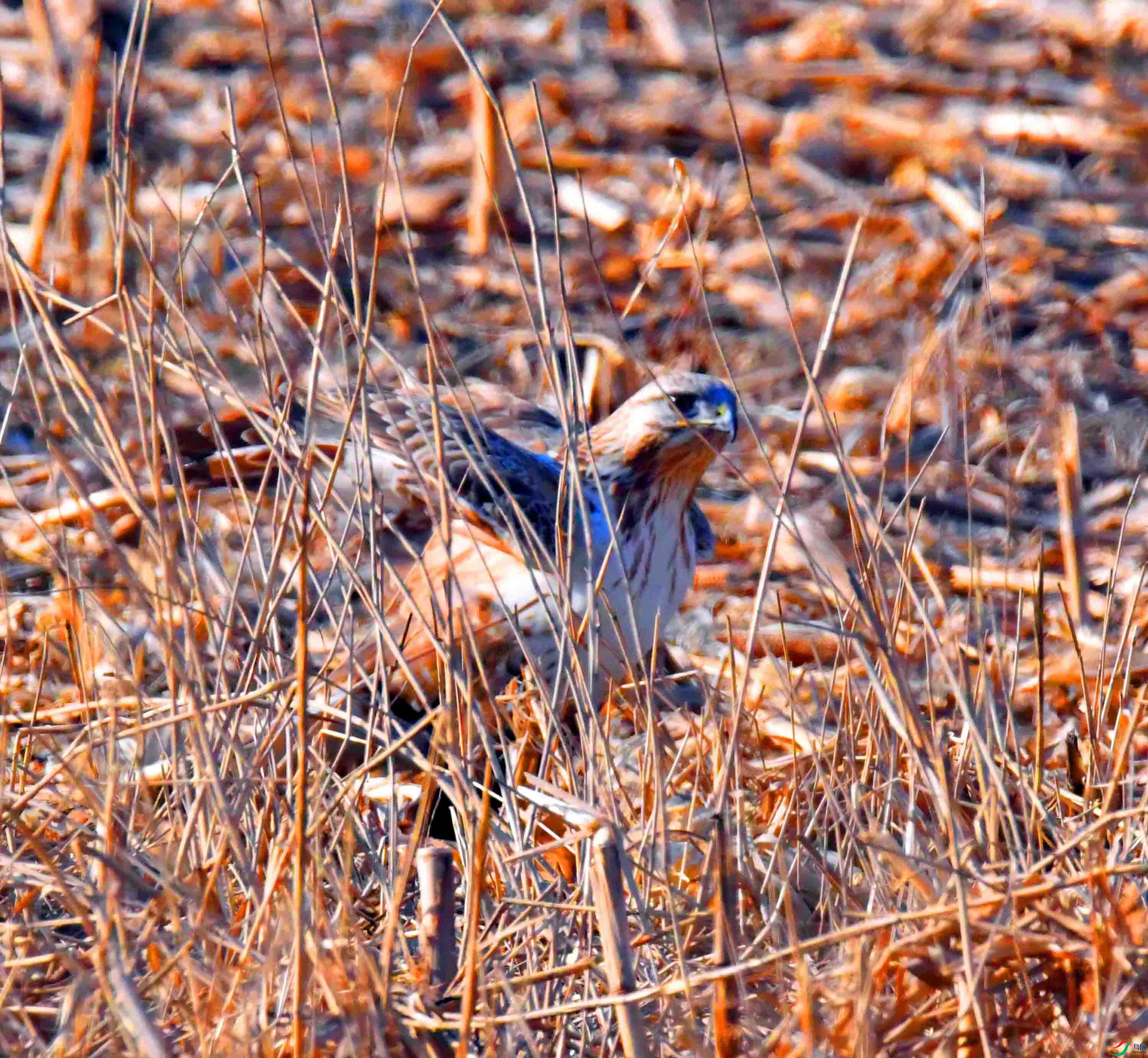 DSC_1386.JPG