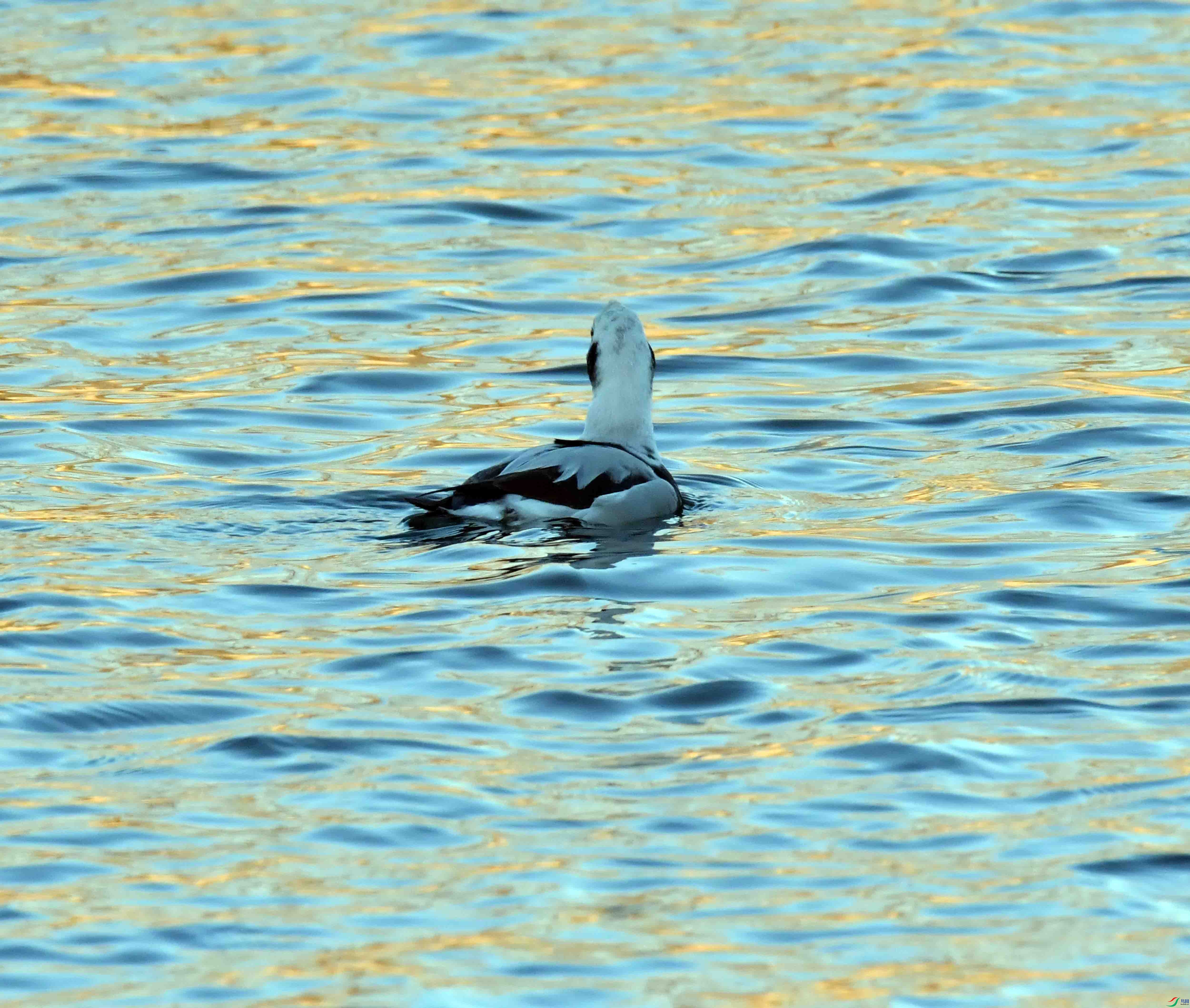 DSC_7332.JPG