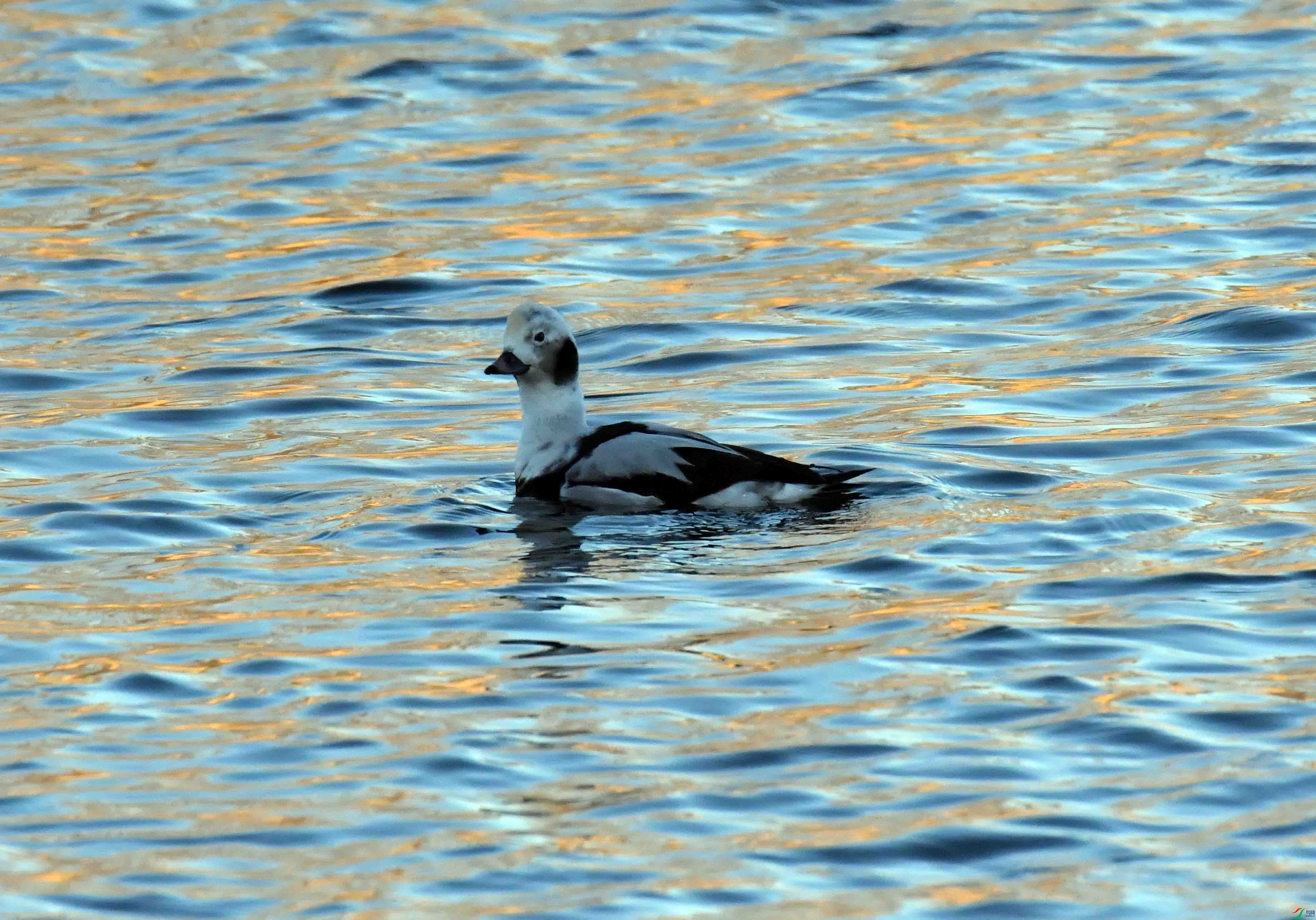 DSC_7333.JPG