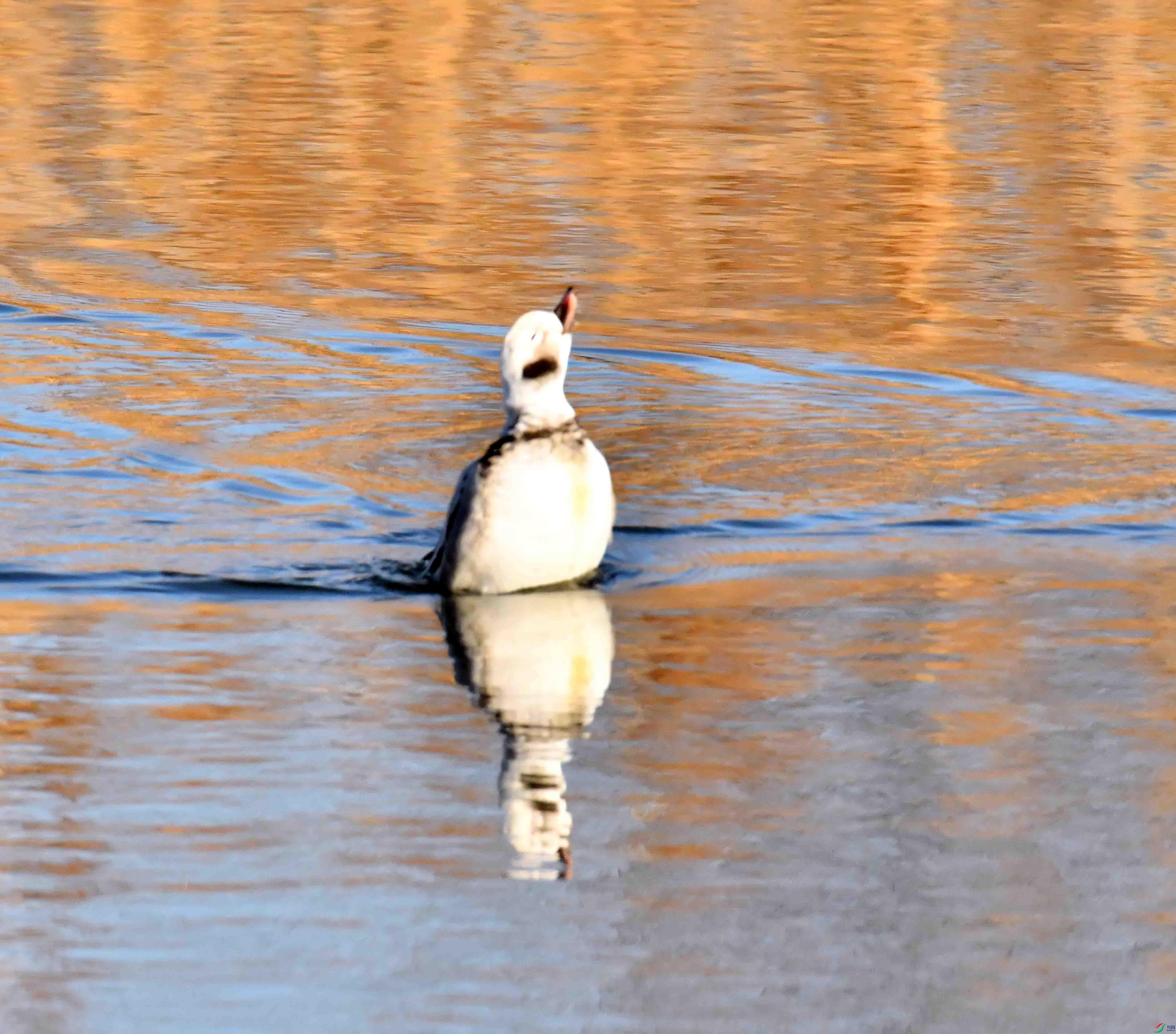 DSC_7414.JPG