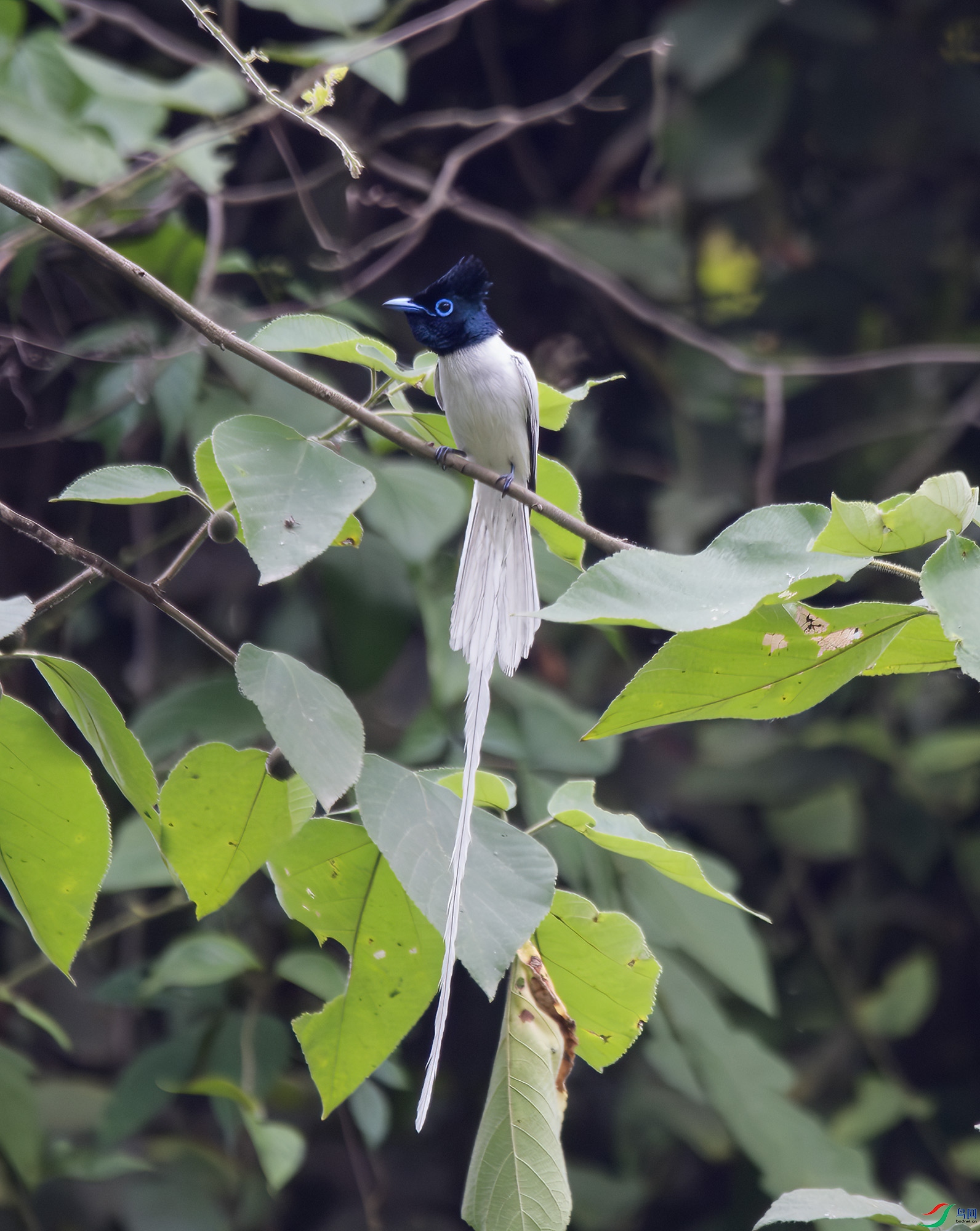 DSC_9250-����ǿ-NR ����.jpg