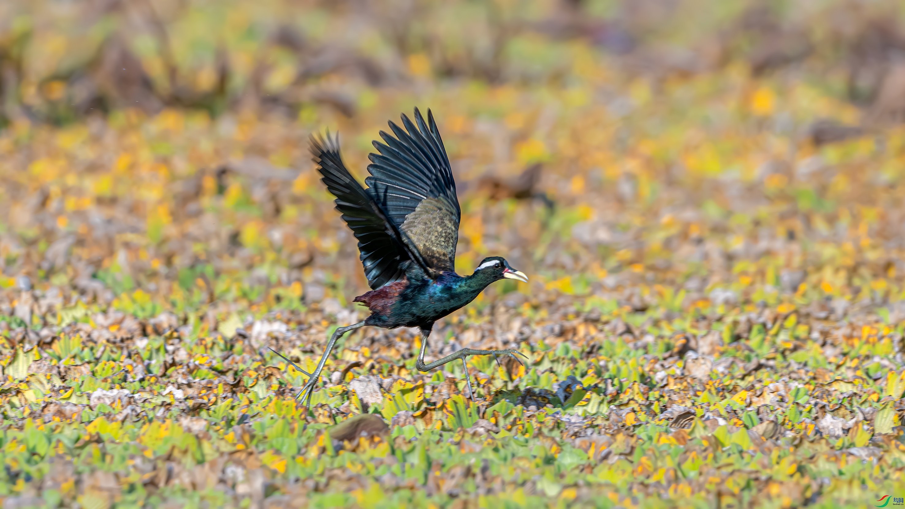 DSC_6616.jpg
