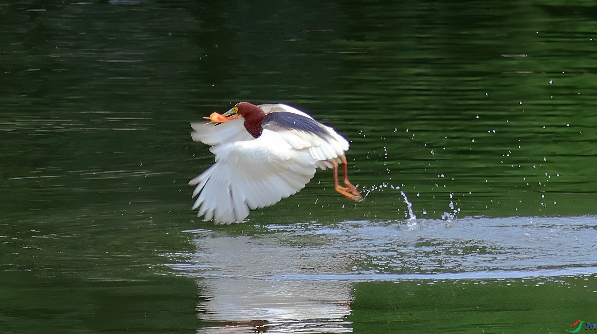 ����һ����