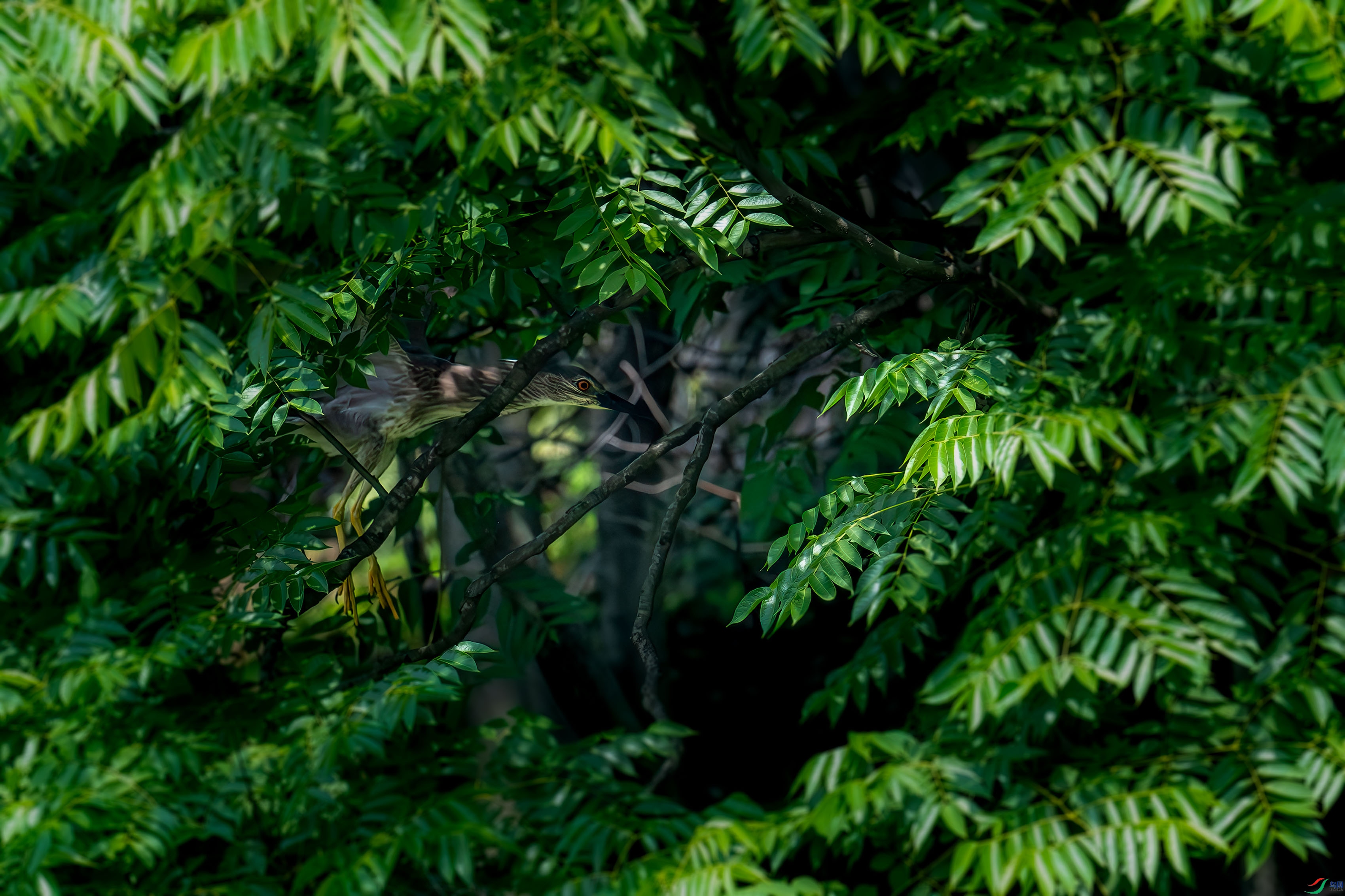 _DSC6858.jpg