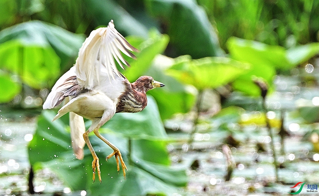 DSC_9963.JPG