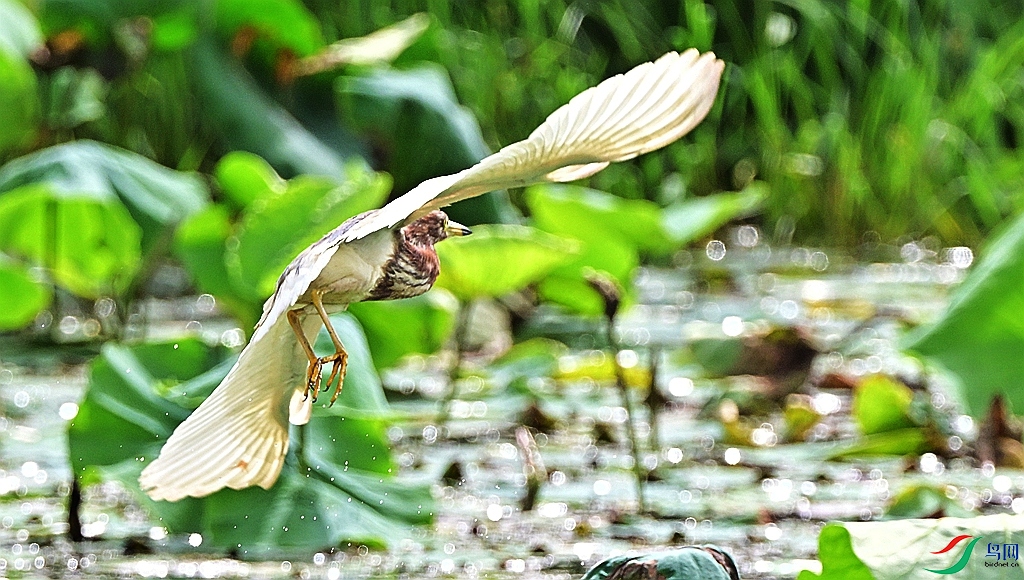 DSC_9964.JPG
