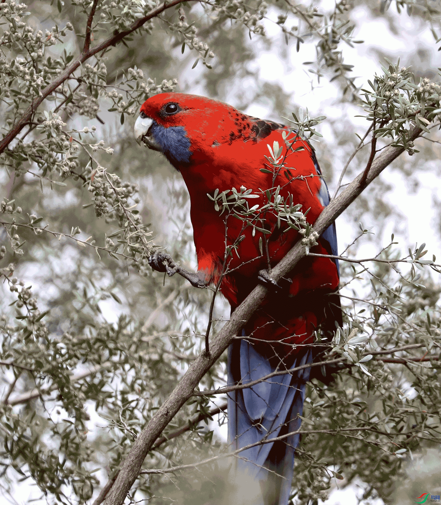 AO8I2495_����.gif