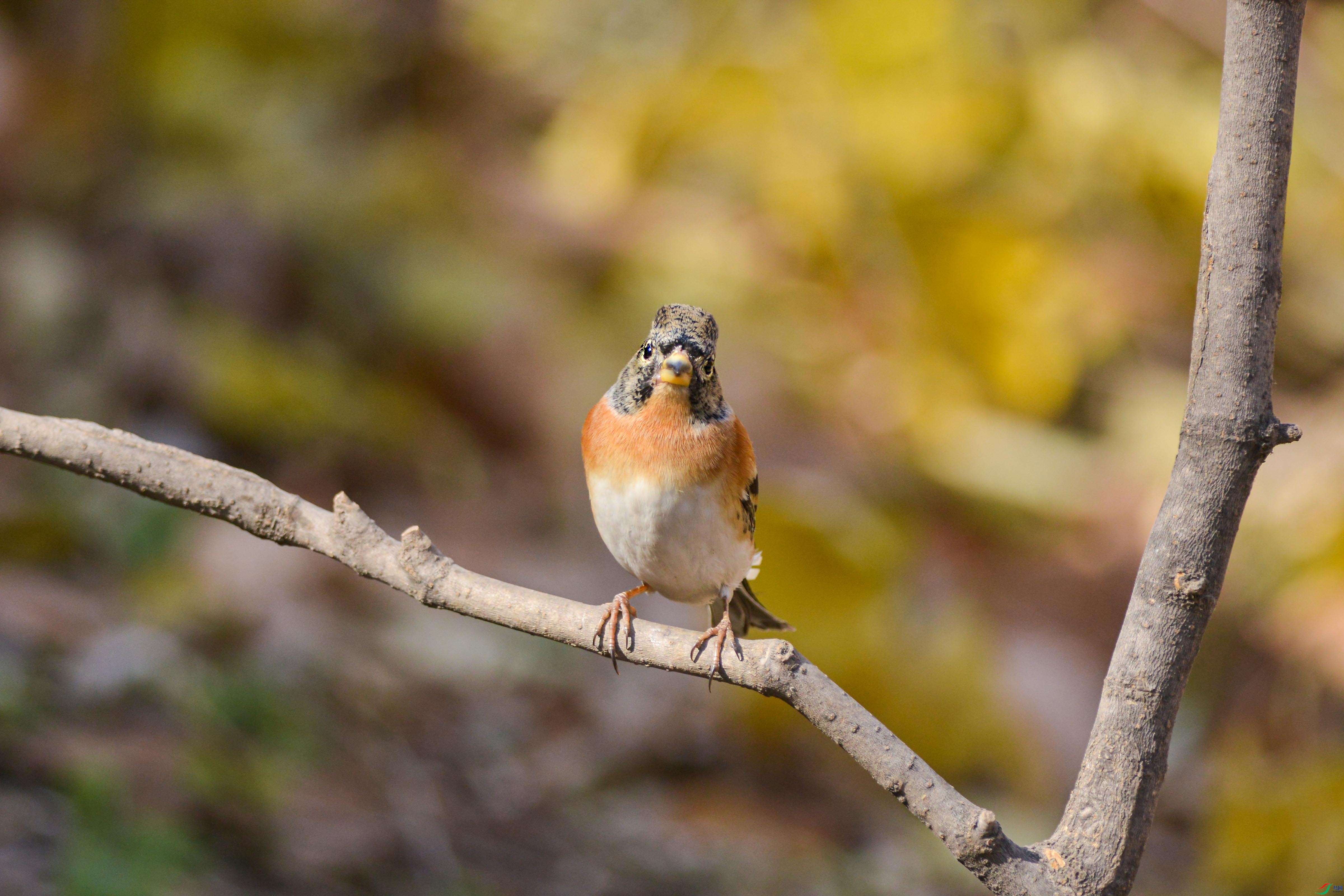 DSC_7152.jpg