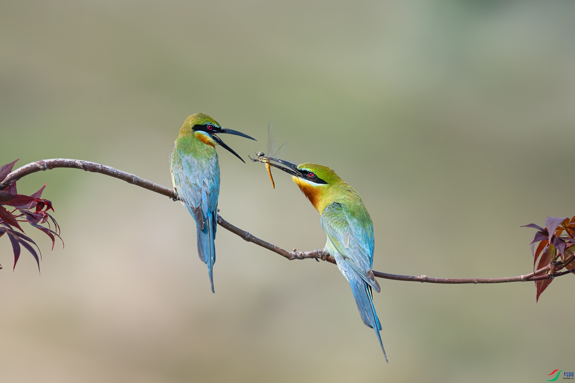 DSC_0981.jpg
