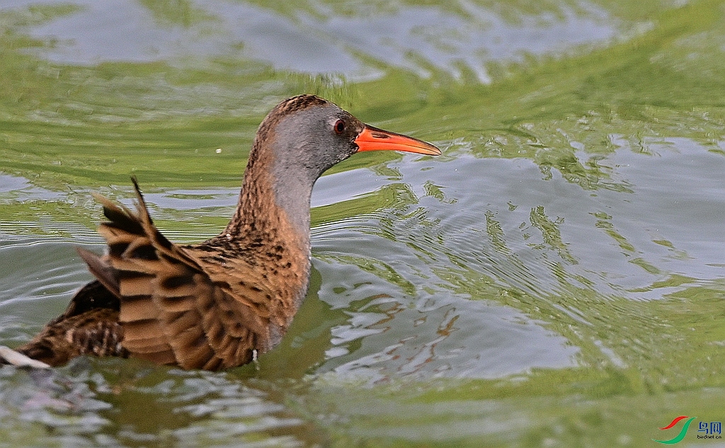 DSC_0443.JPG