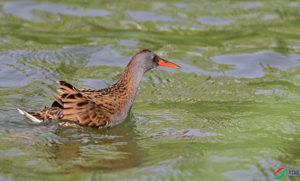 DSC_0453.JPG
