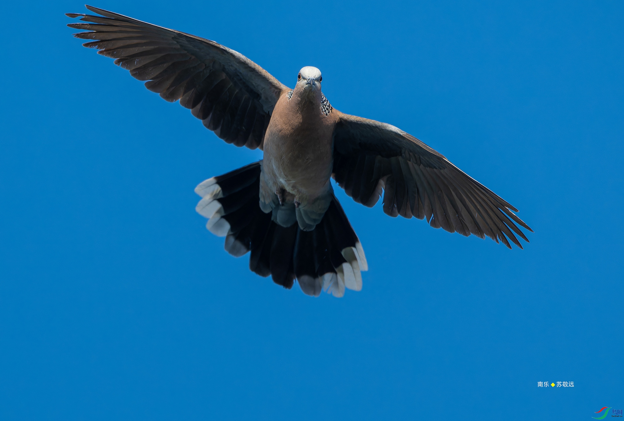 _DSC5423-NEF_DxO_С.jpg