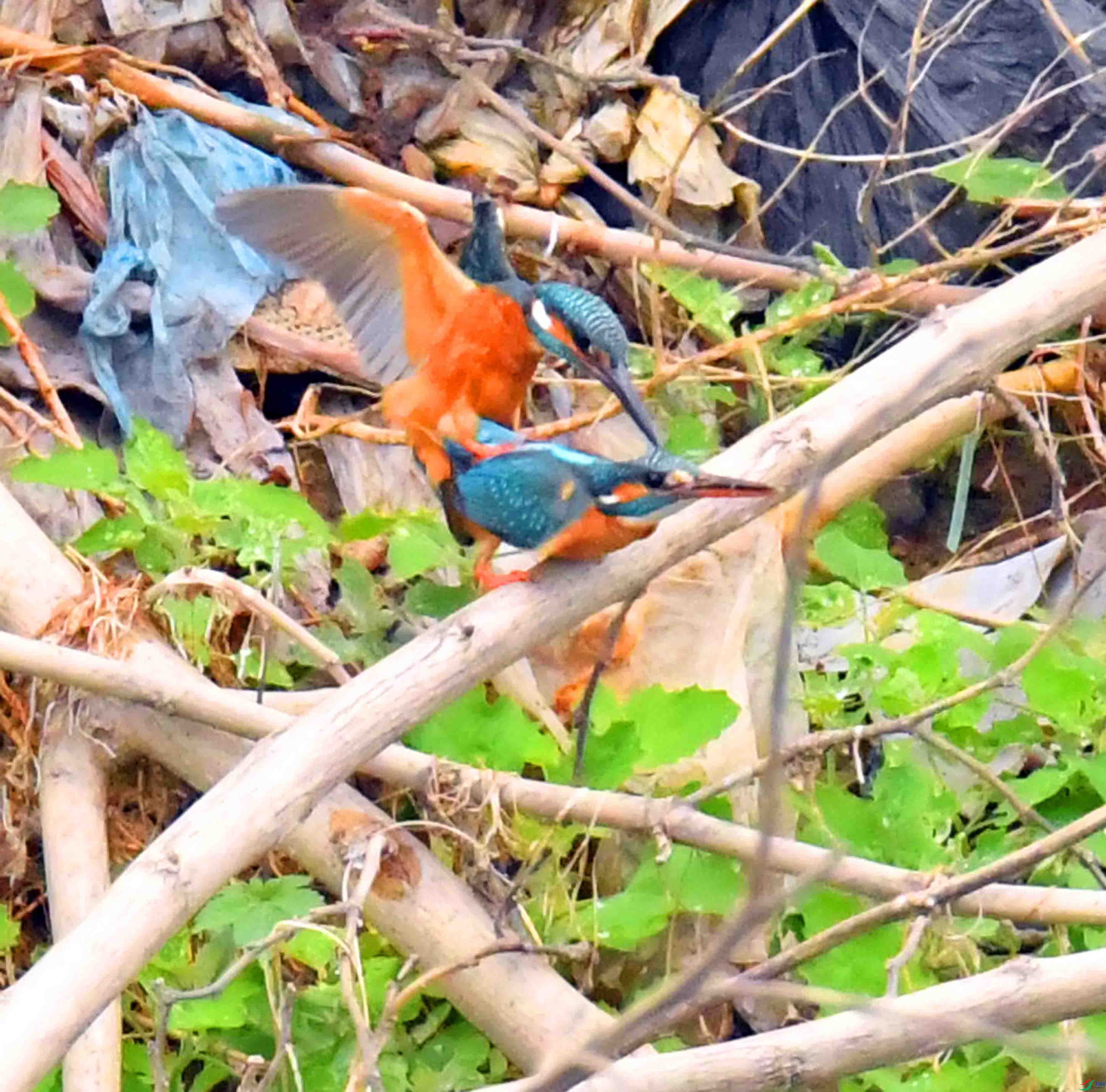 DSC_1633.JPG