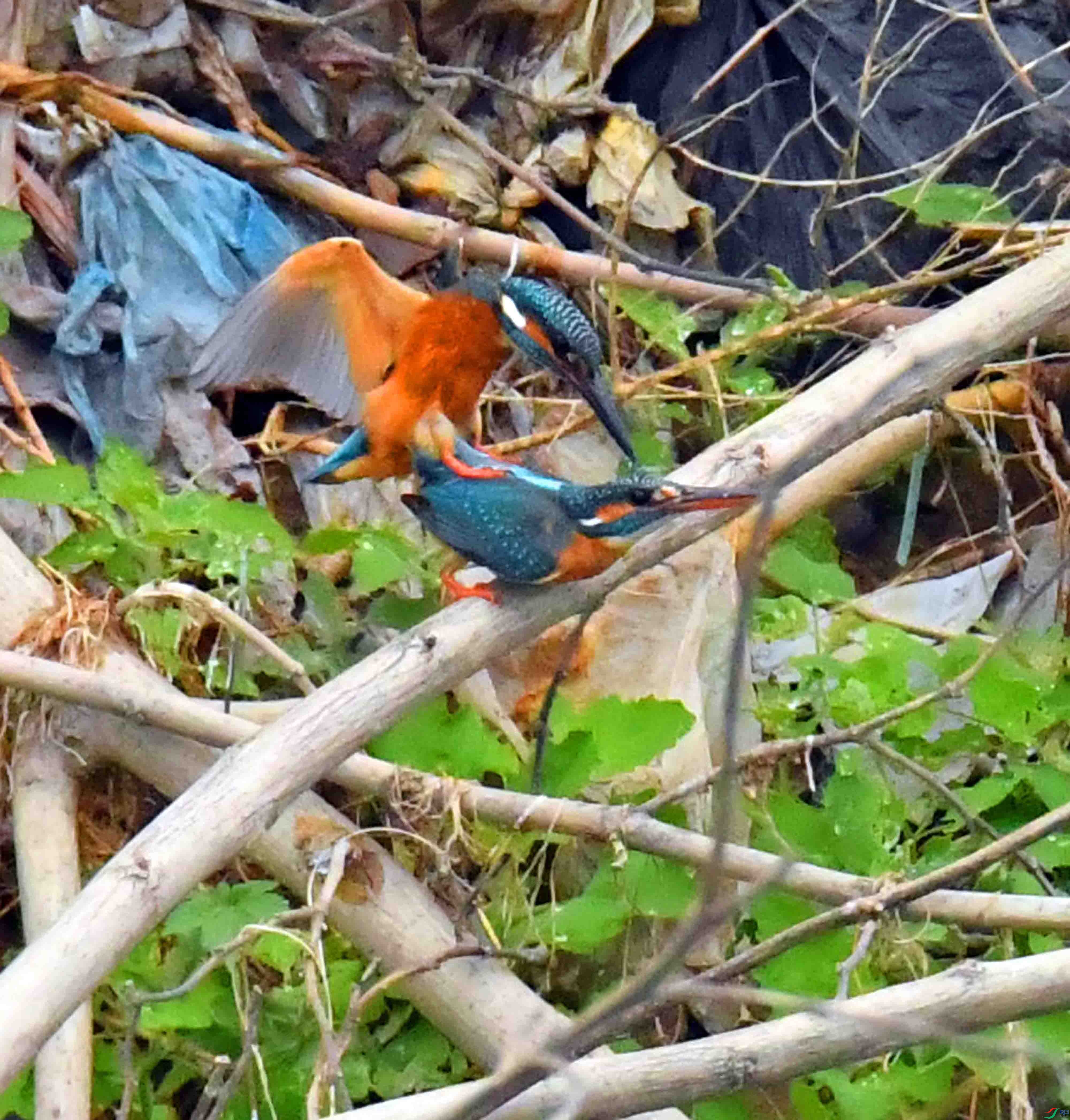 DSC_1640.JPG