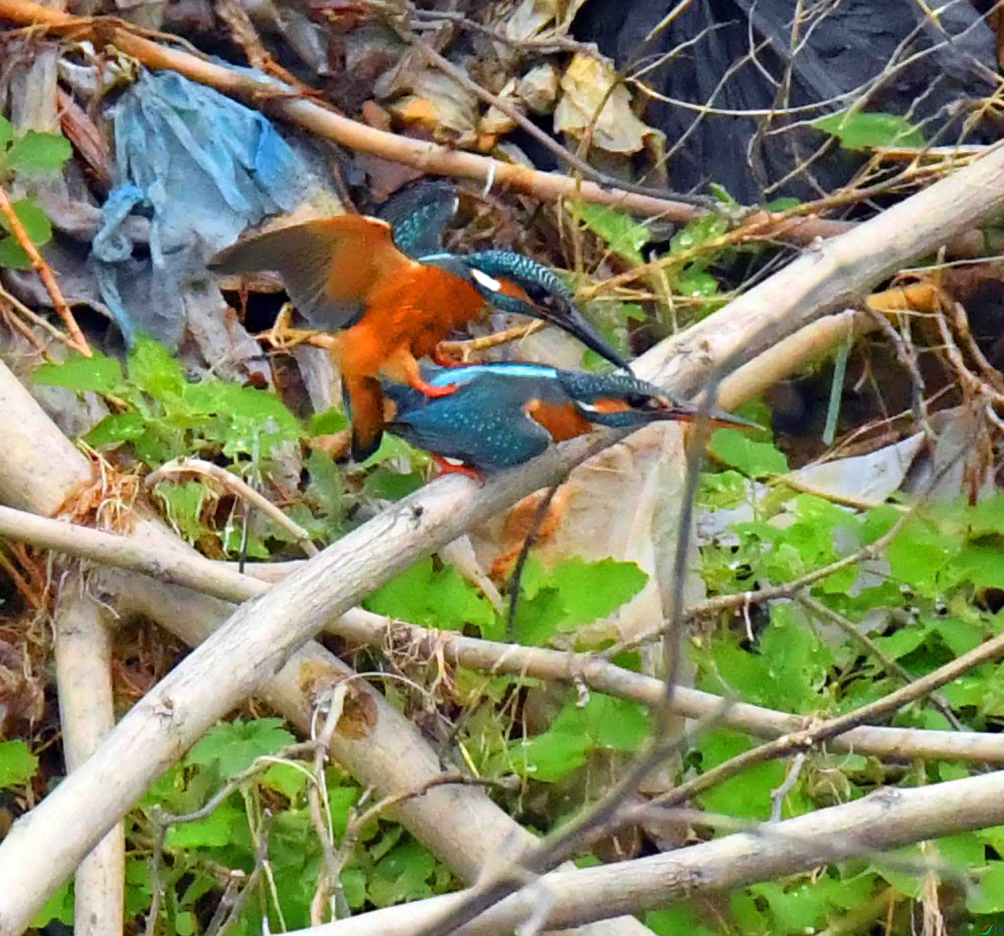 DSC_1648.JPG