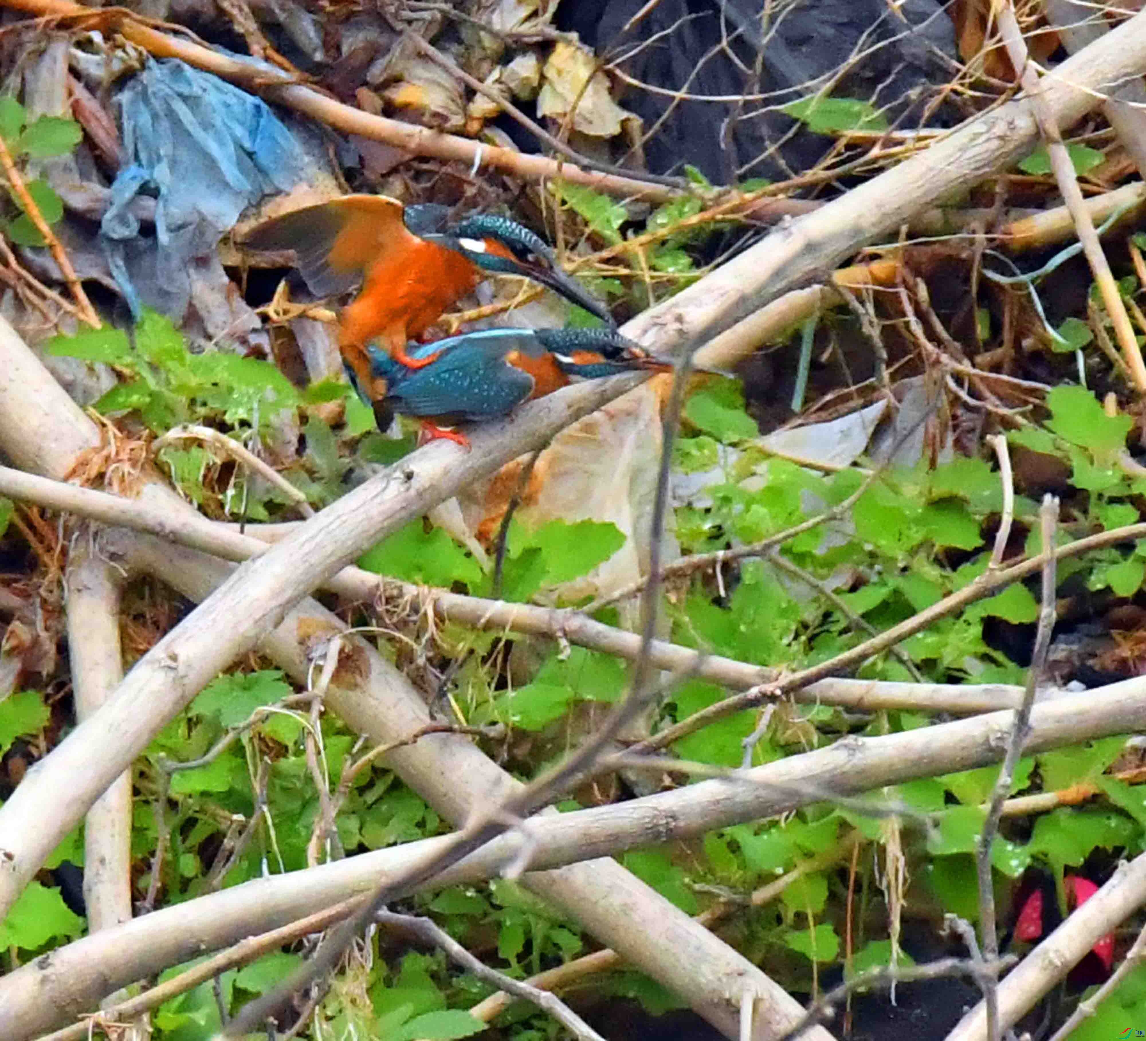 DSC_1650.JPG
