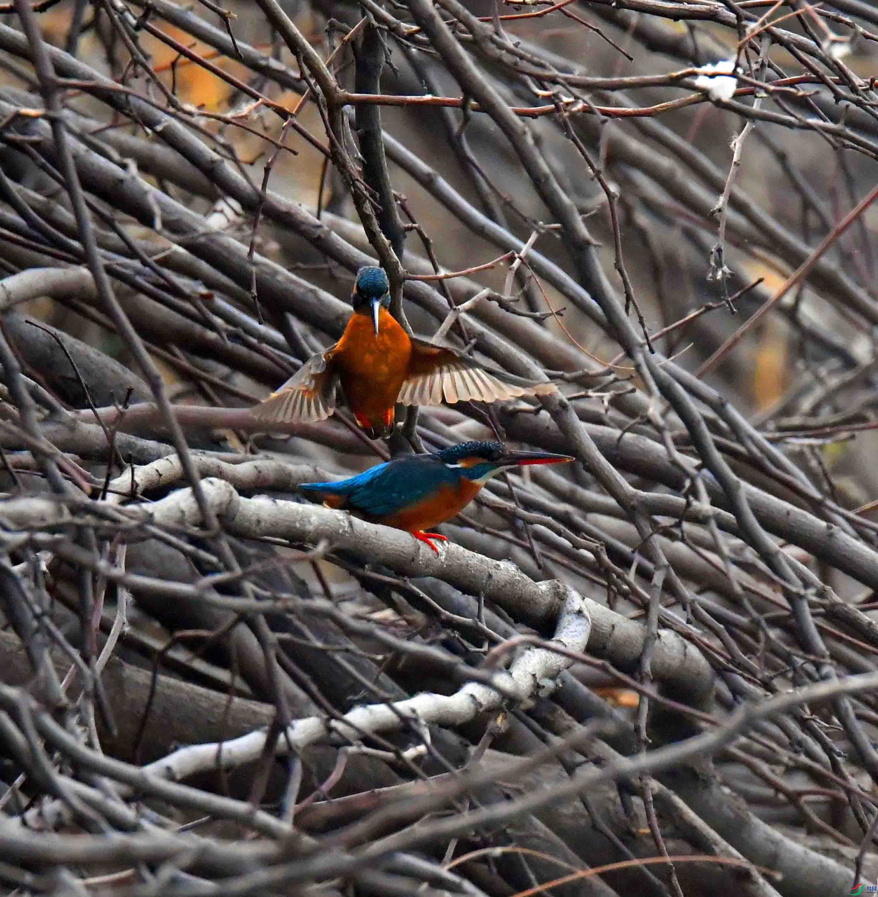 DSC_2158.JPG