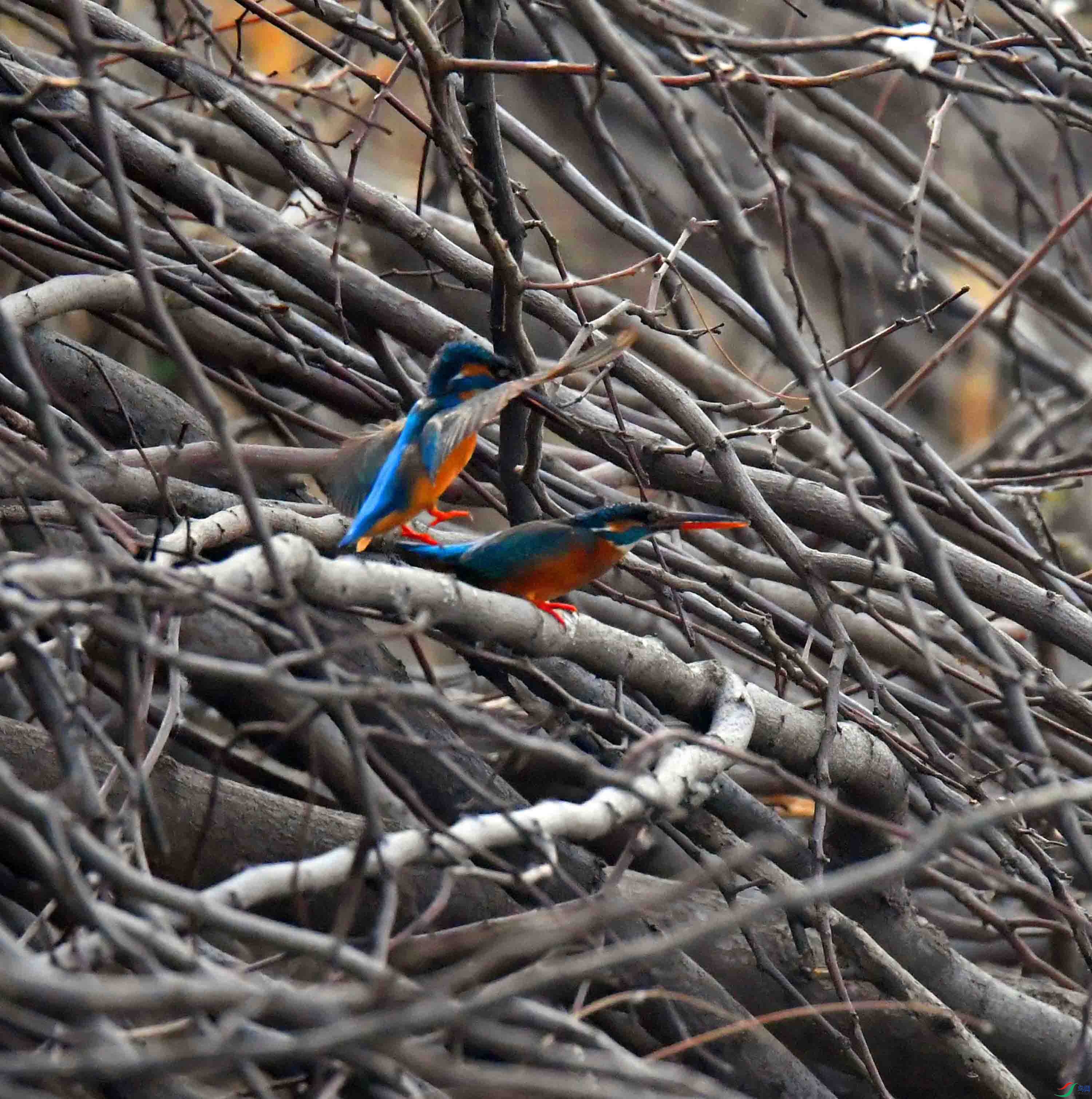 DSC_2159.JPG