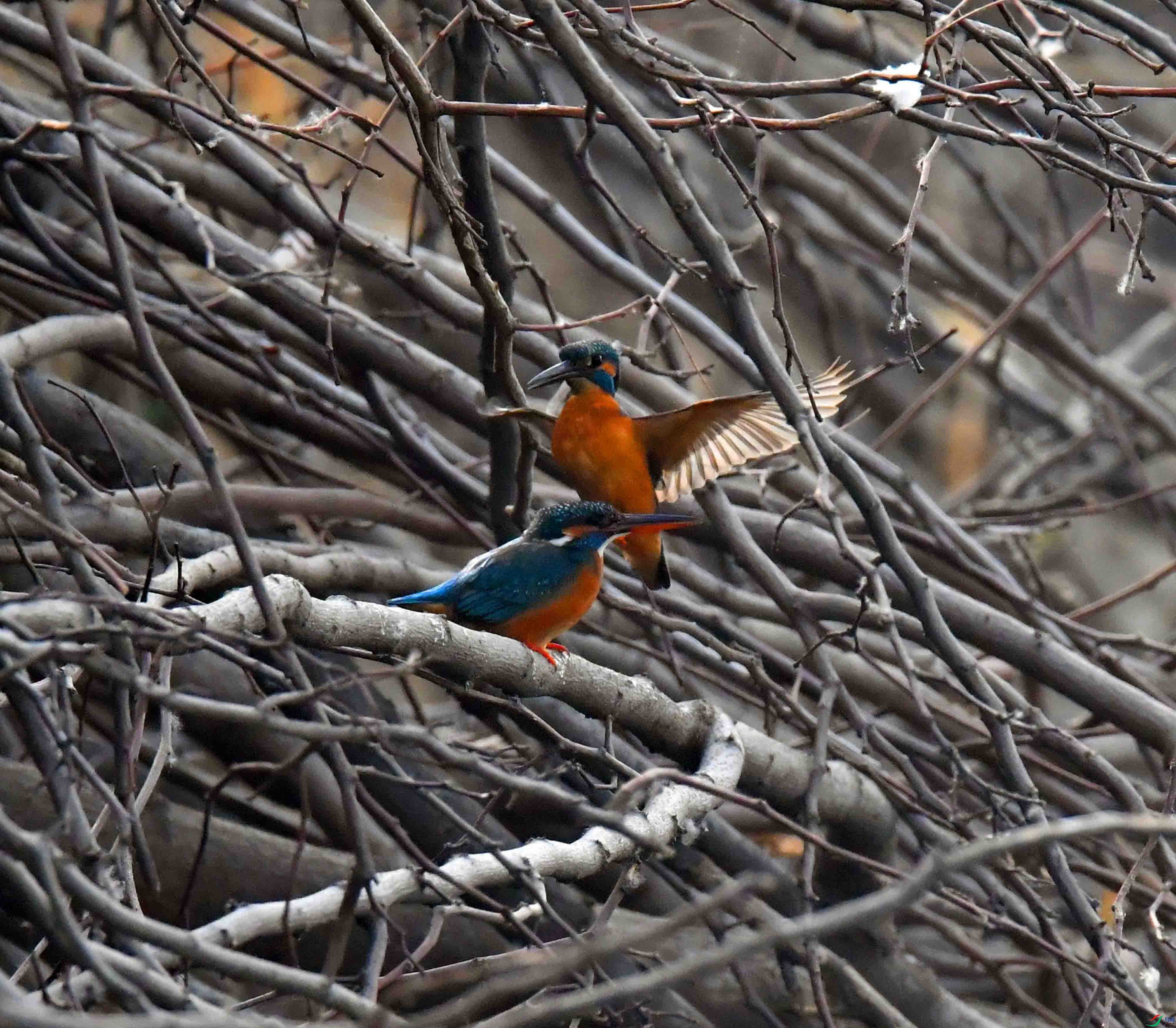 DSC_2157.JPG