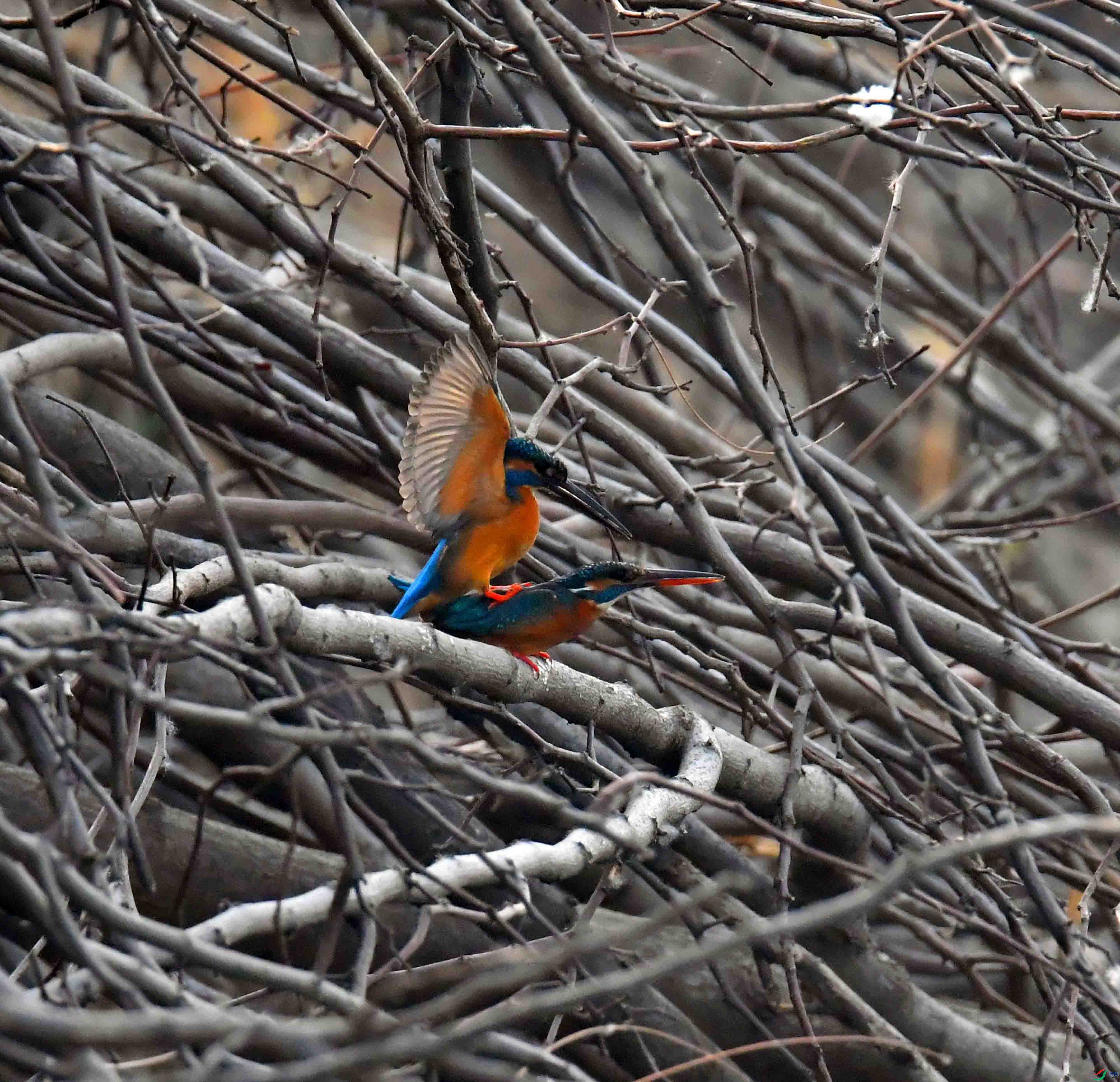 DSC_2161.JPG