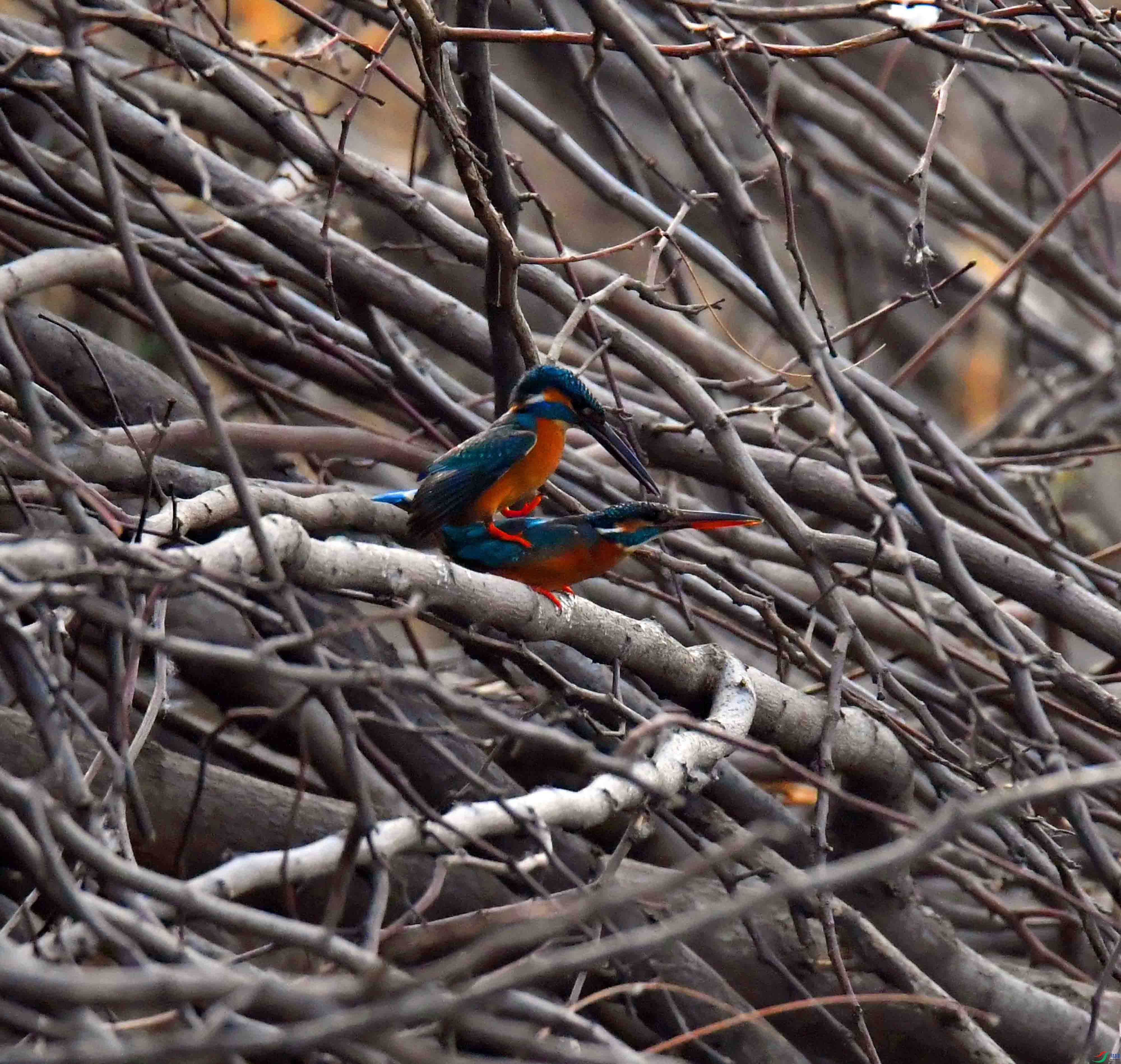 DSC_2164.JPG