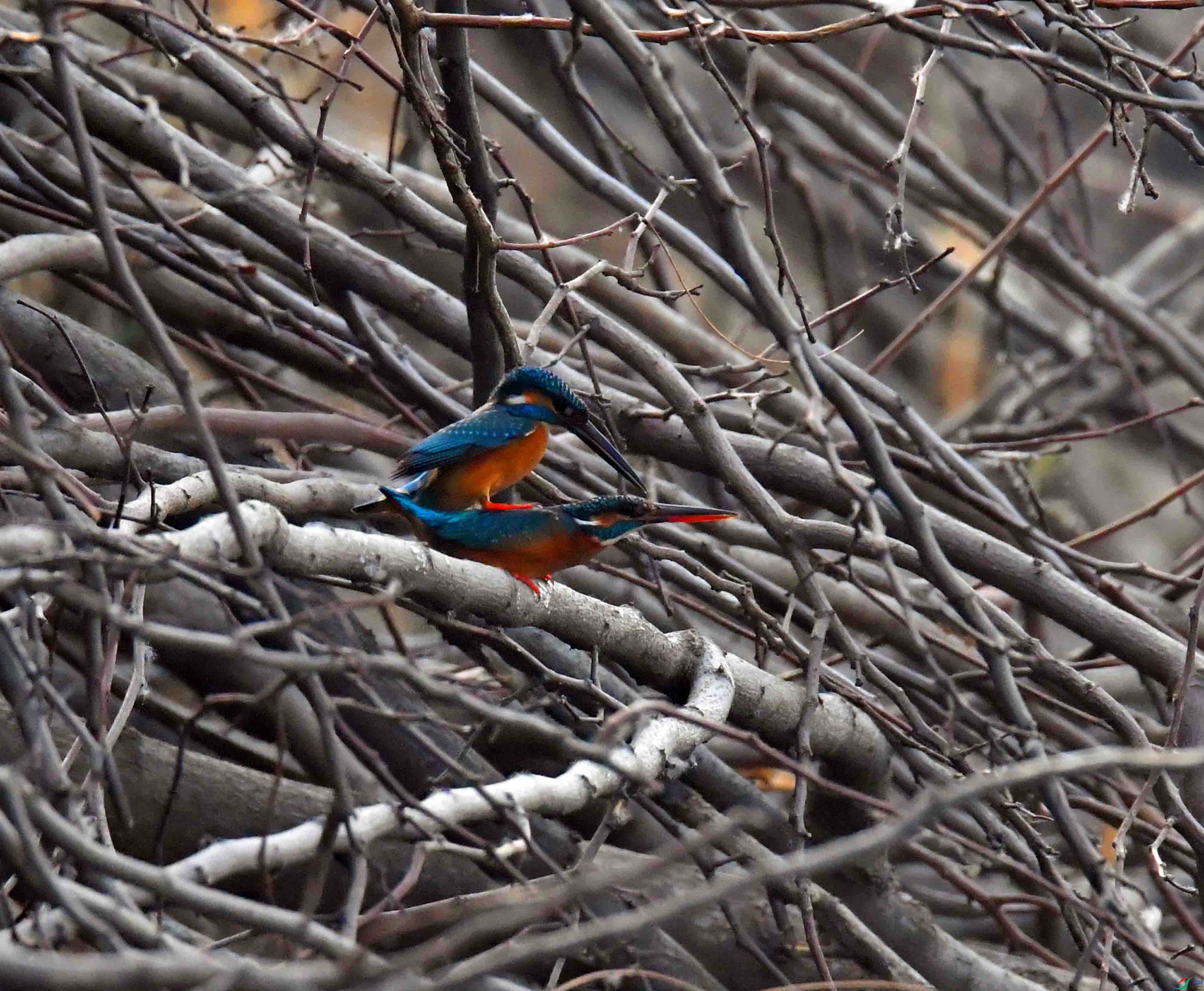 DSC_2163.JPG
