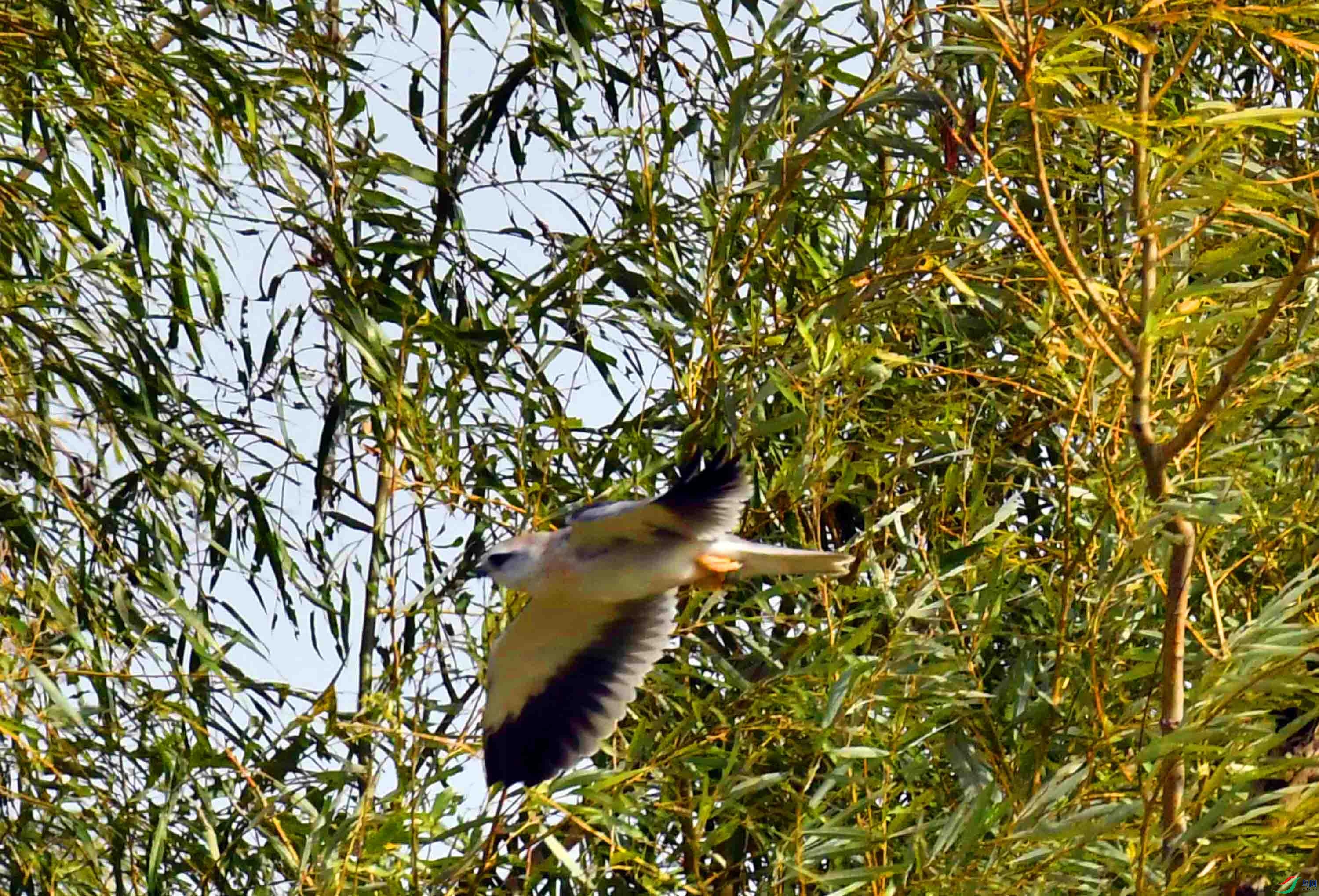 DSC_0896.JPG