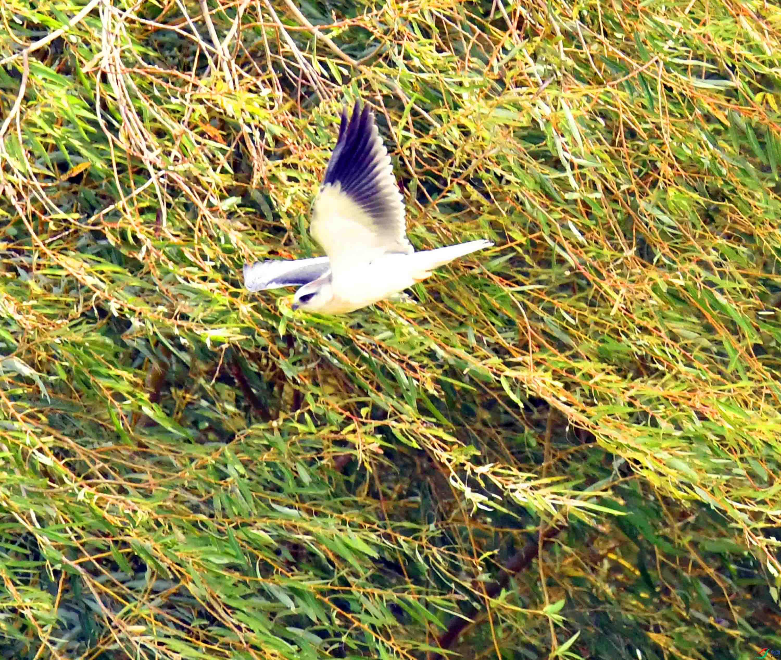 DSC_0919.JPG