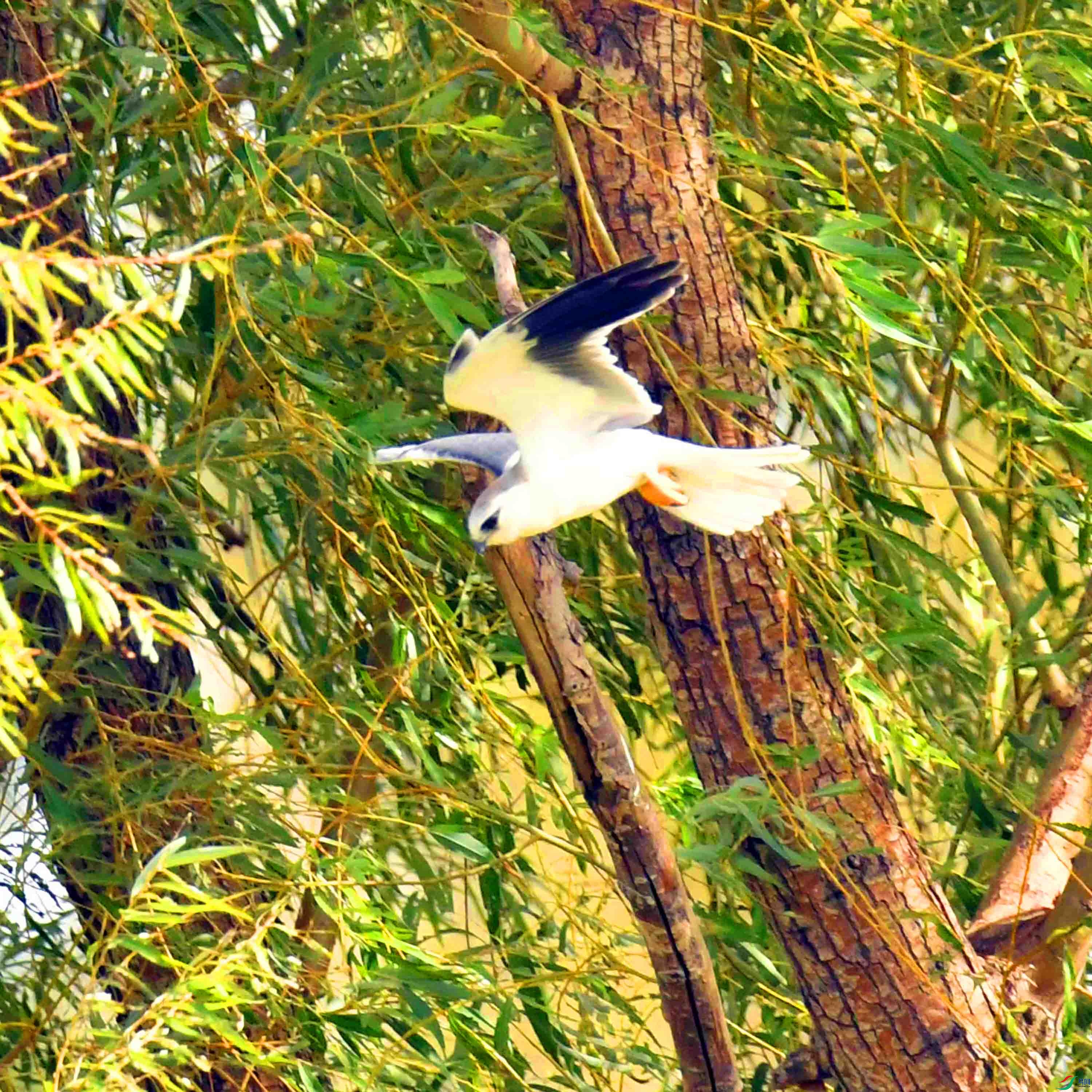 DSC_0911.JPG