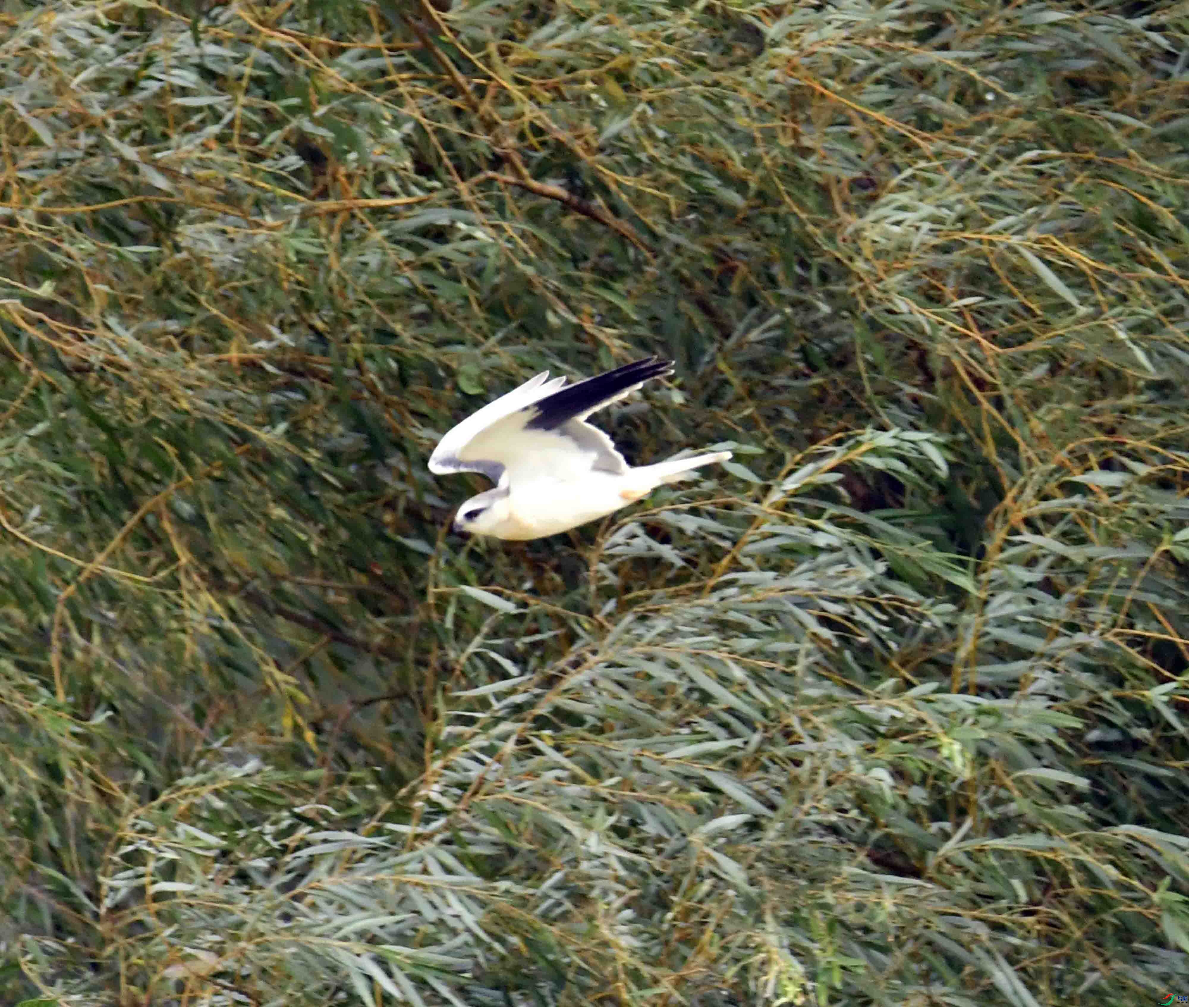 DSC_0920.JPG