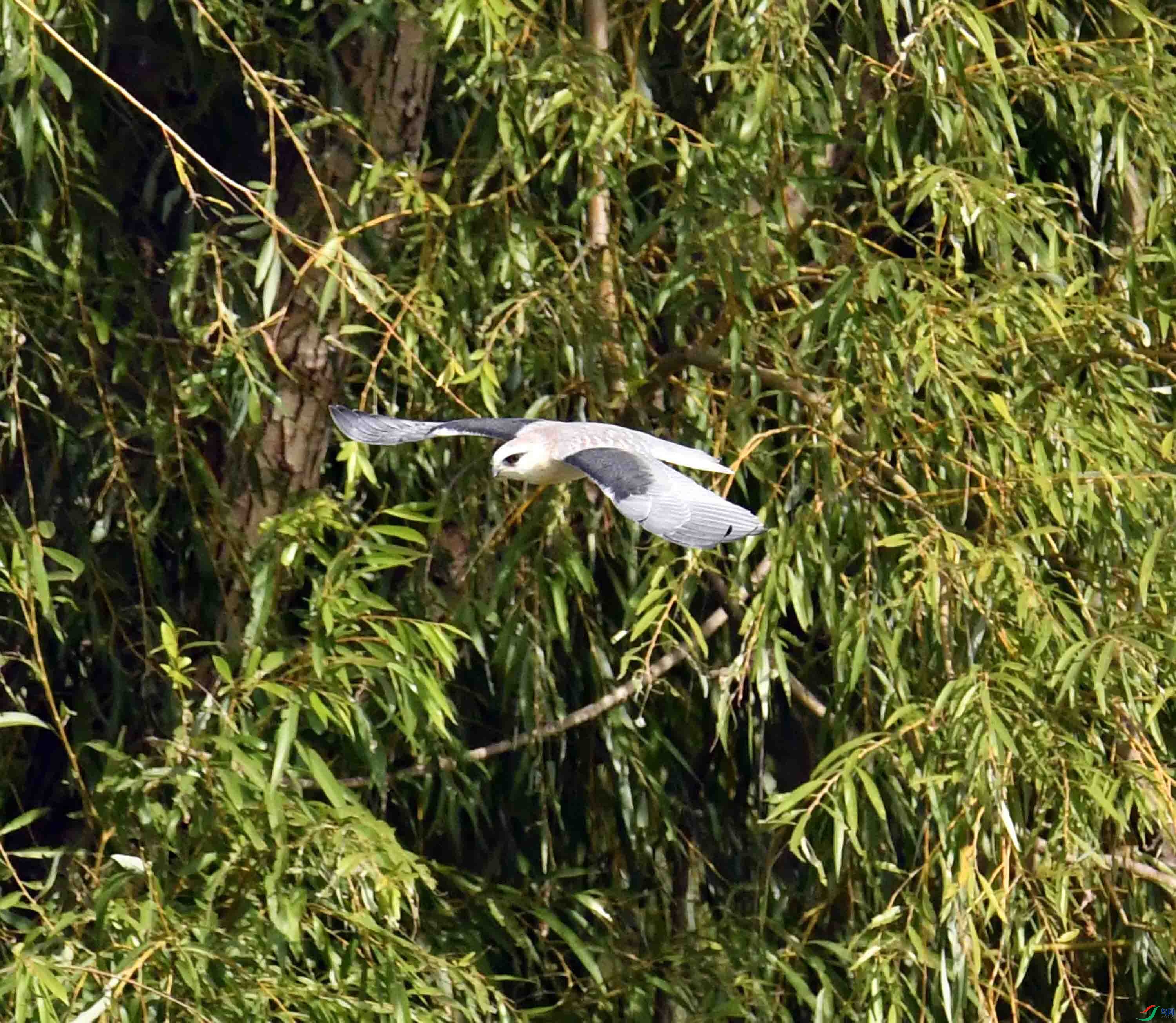 DSC_0960.JPG