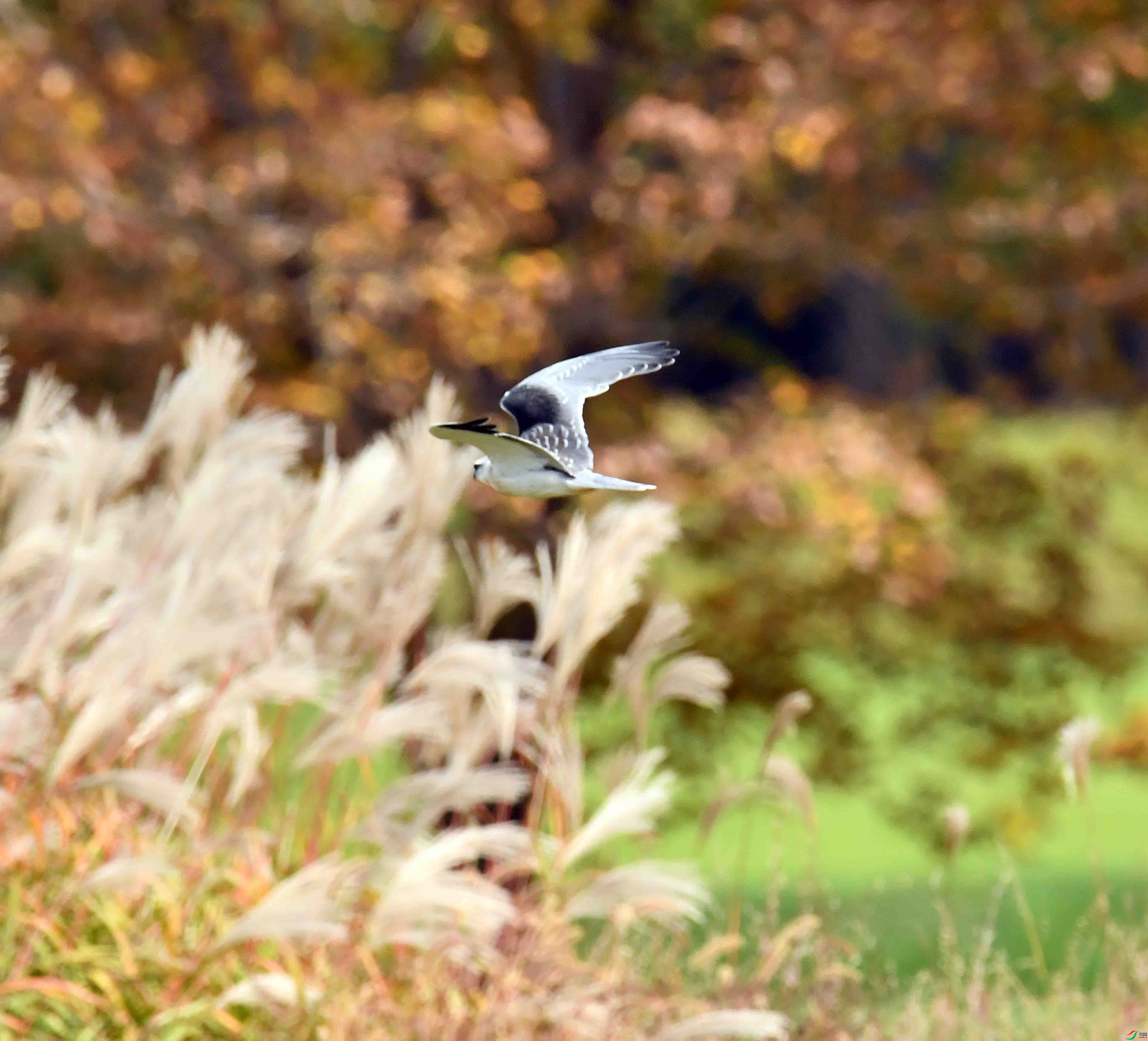 DSC_0937.JPG