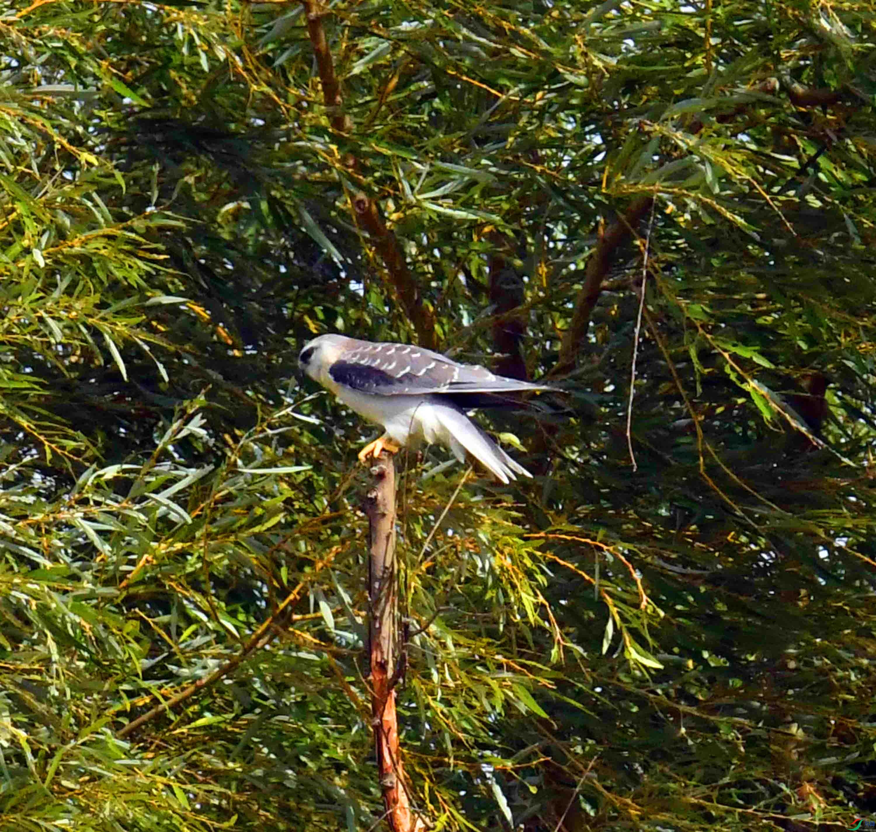 DSC_0964.JPG
