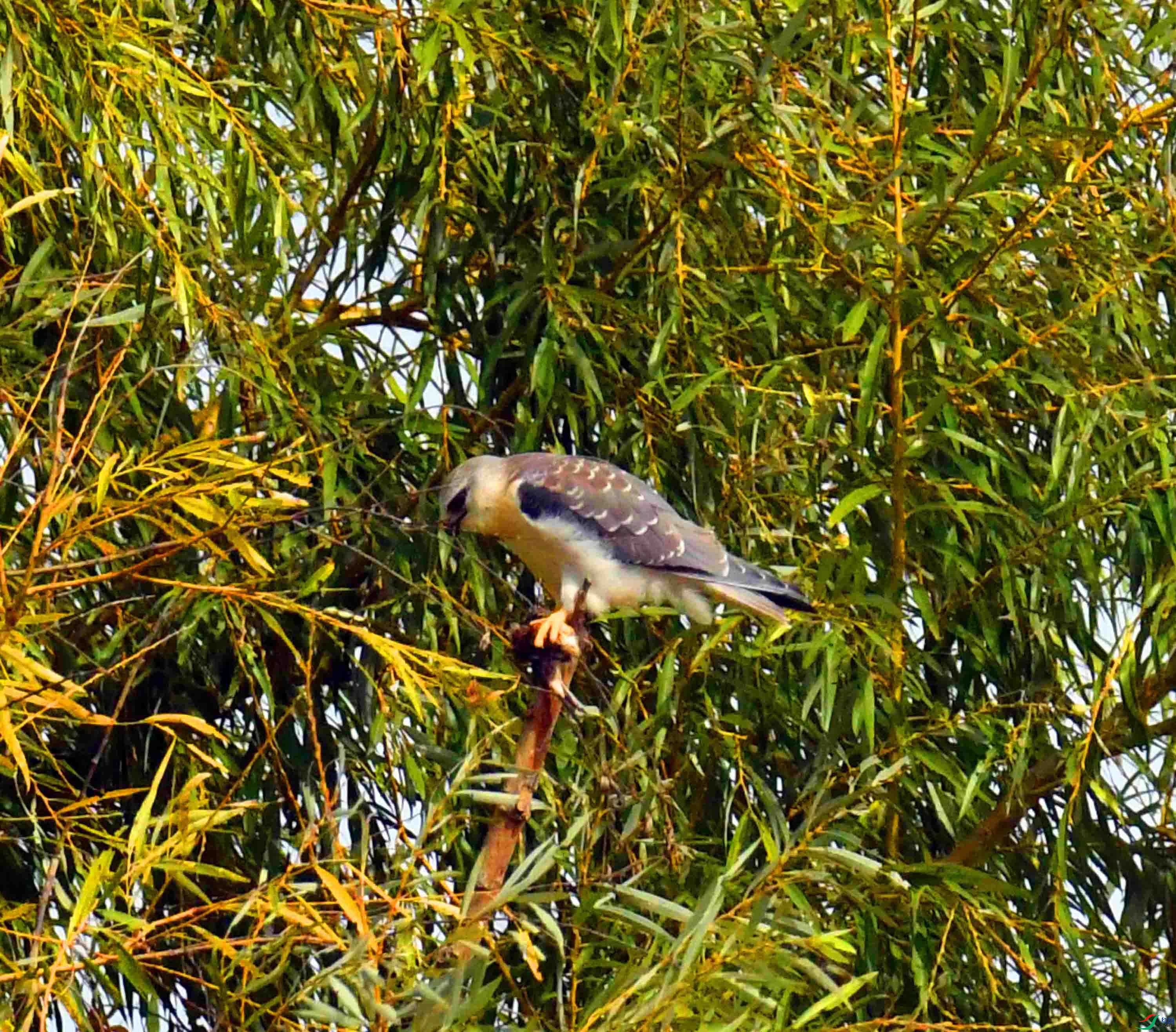 DSC_1096.JPG