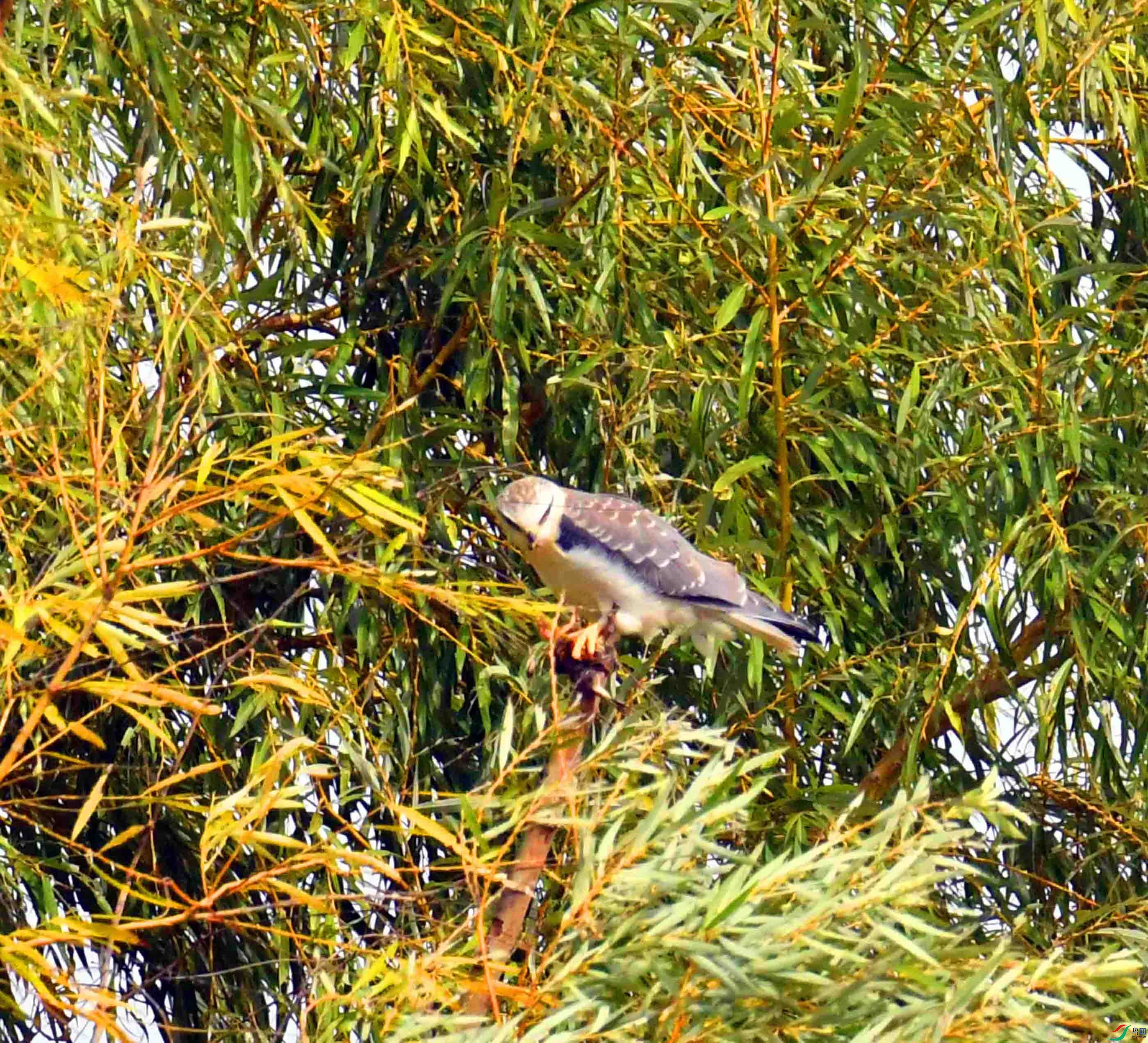 DSC_1089.JPG