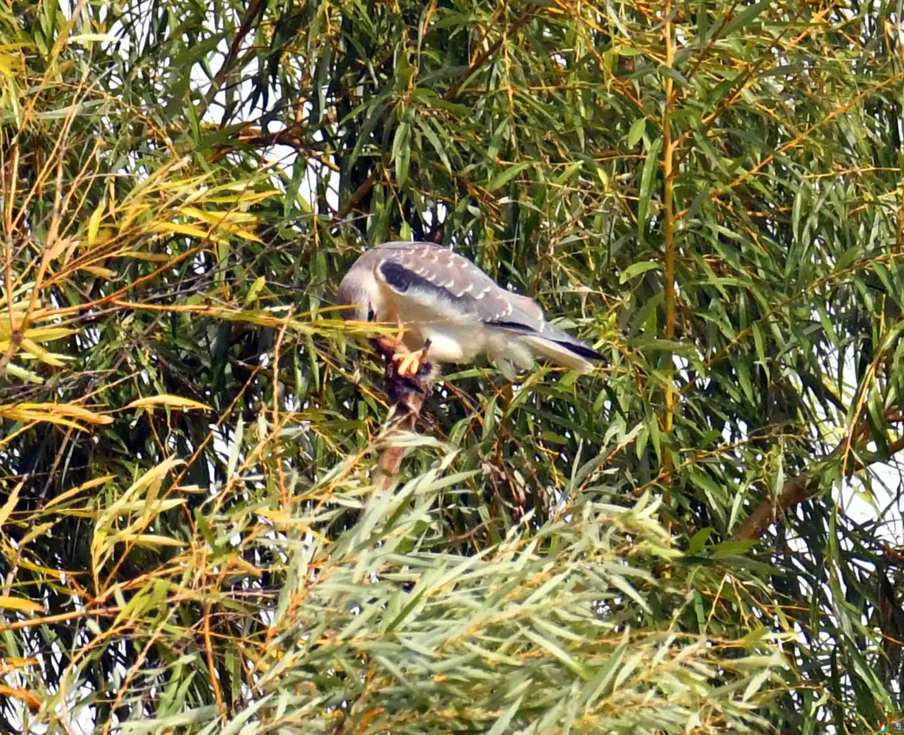 DSC_1083.JPG