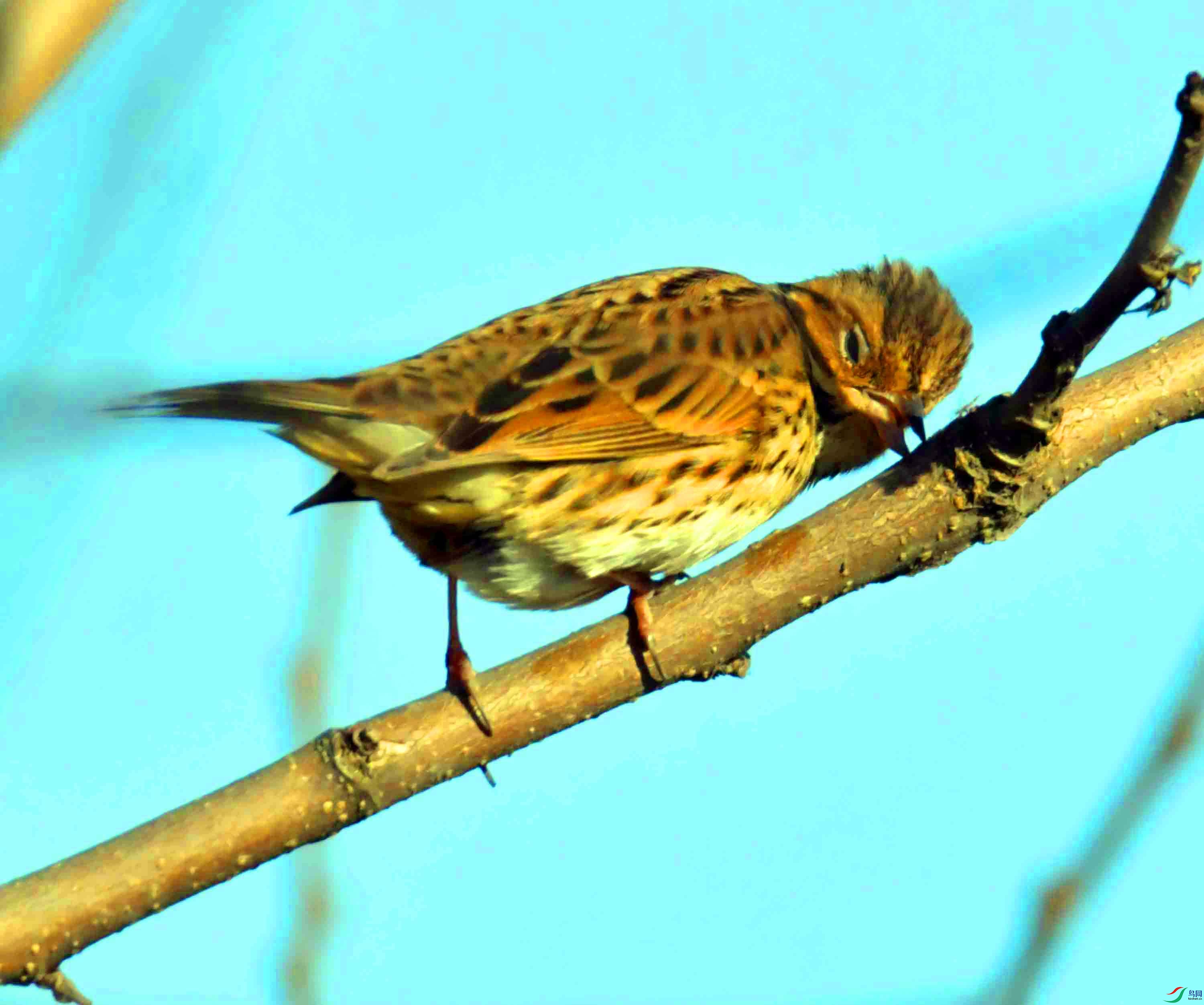 DSC_4247.JPG
