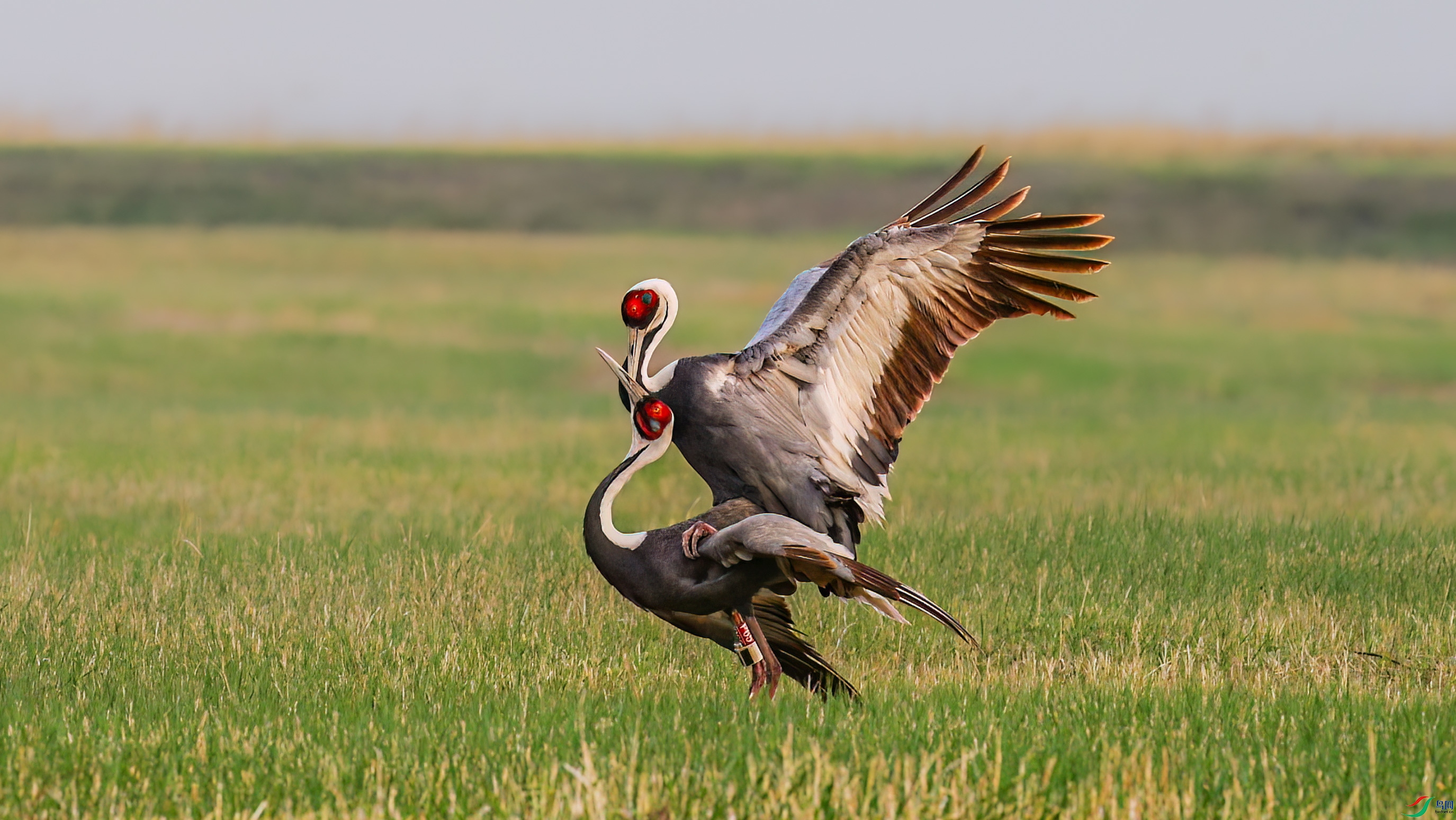 �����׵Ĵ���