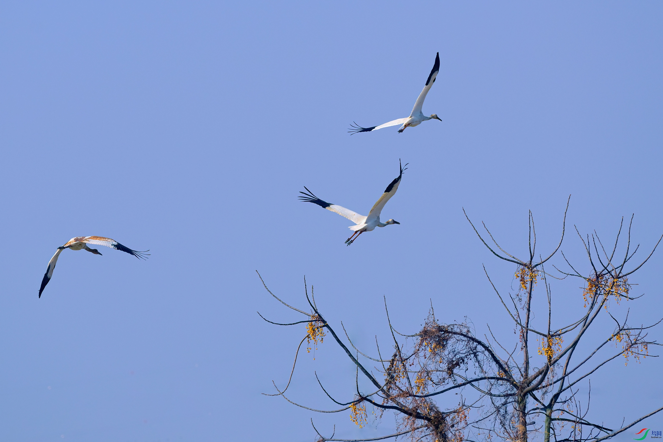 _DSC6901x.jpg