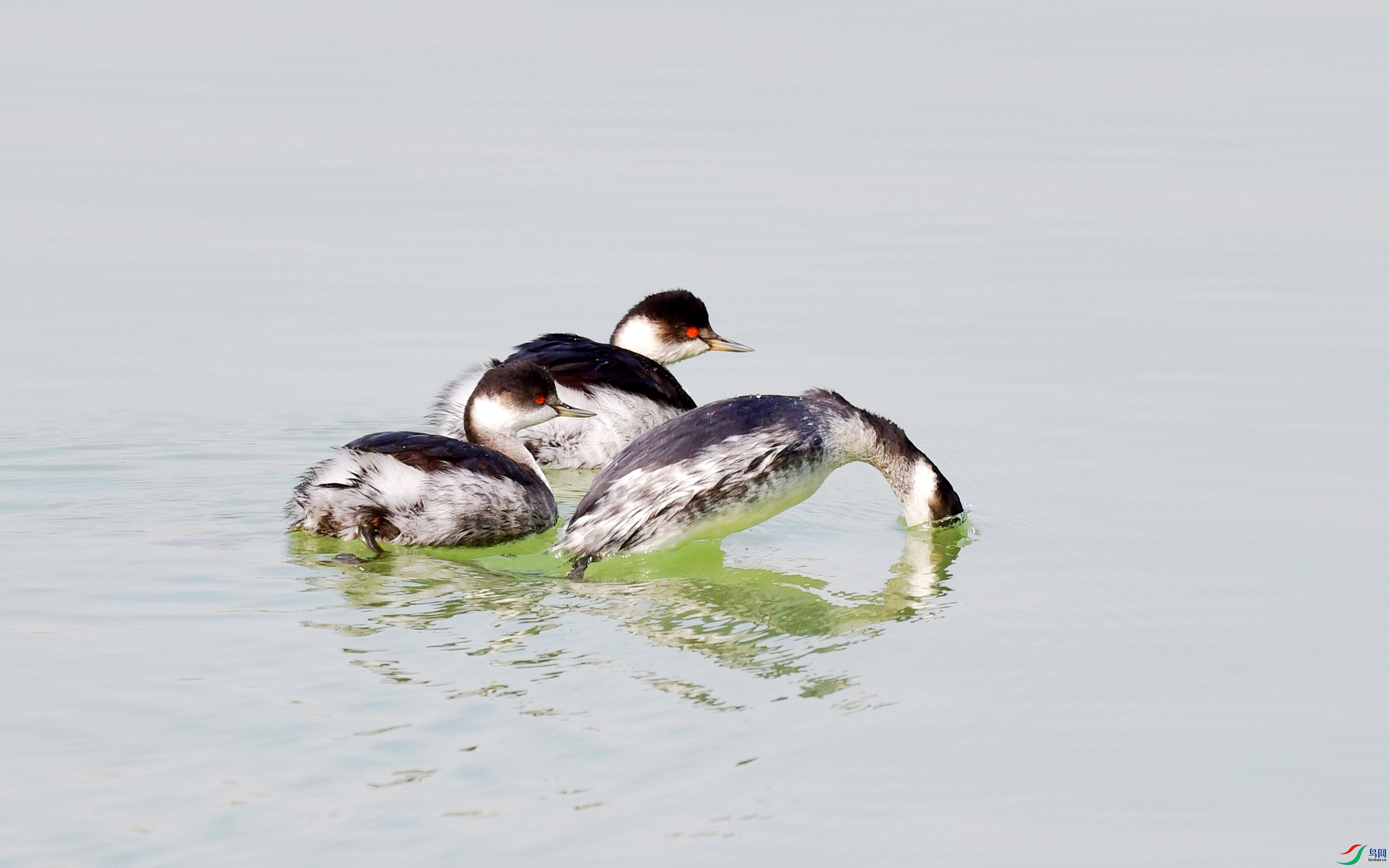 DSC_2323_conew5.jpg