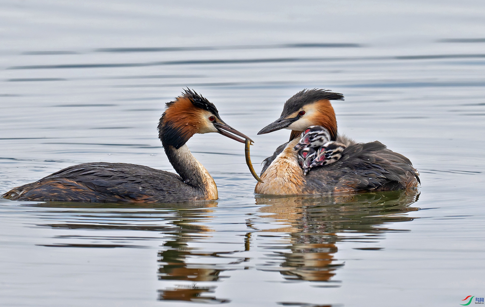 DSC_7147d3.jpg