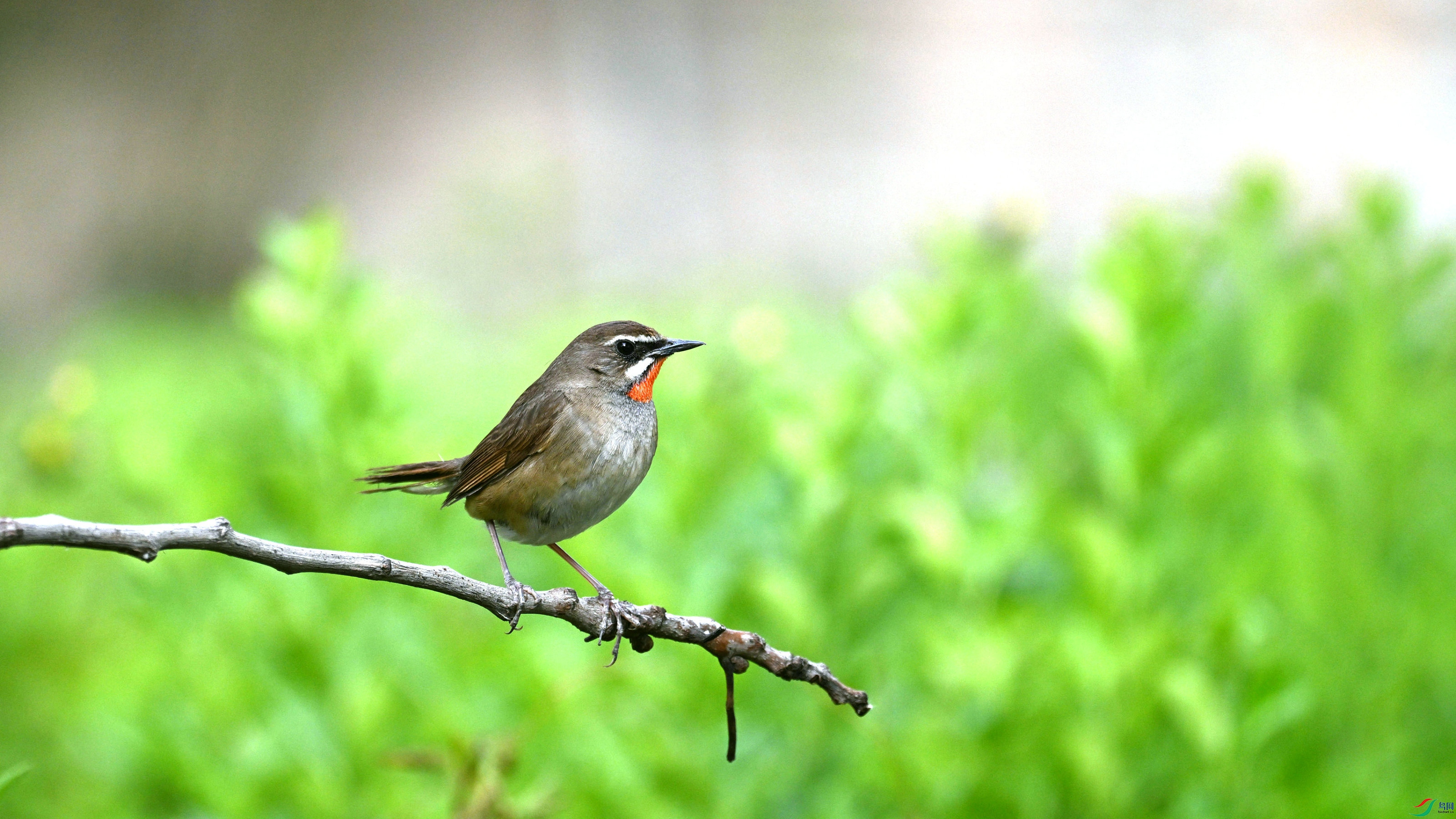 DSC_4600.JPG