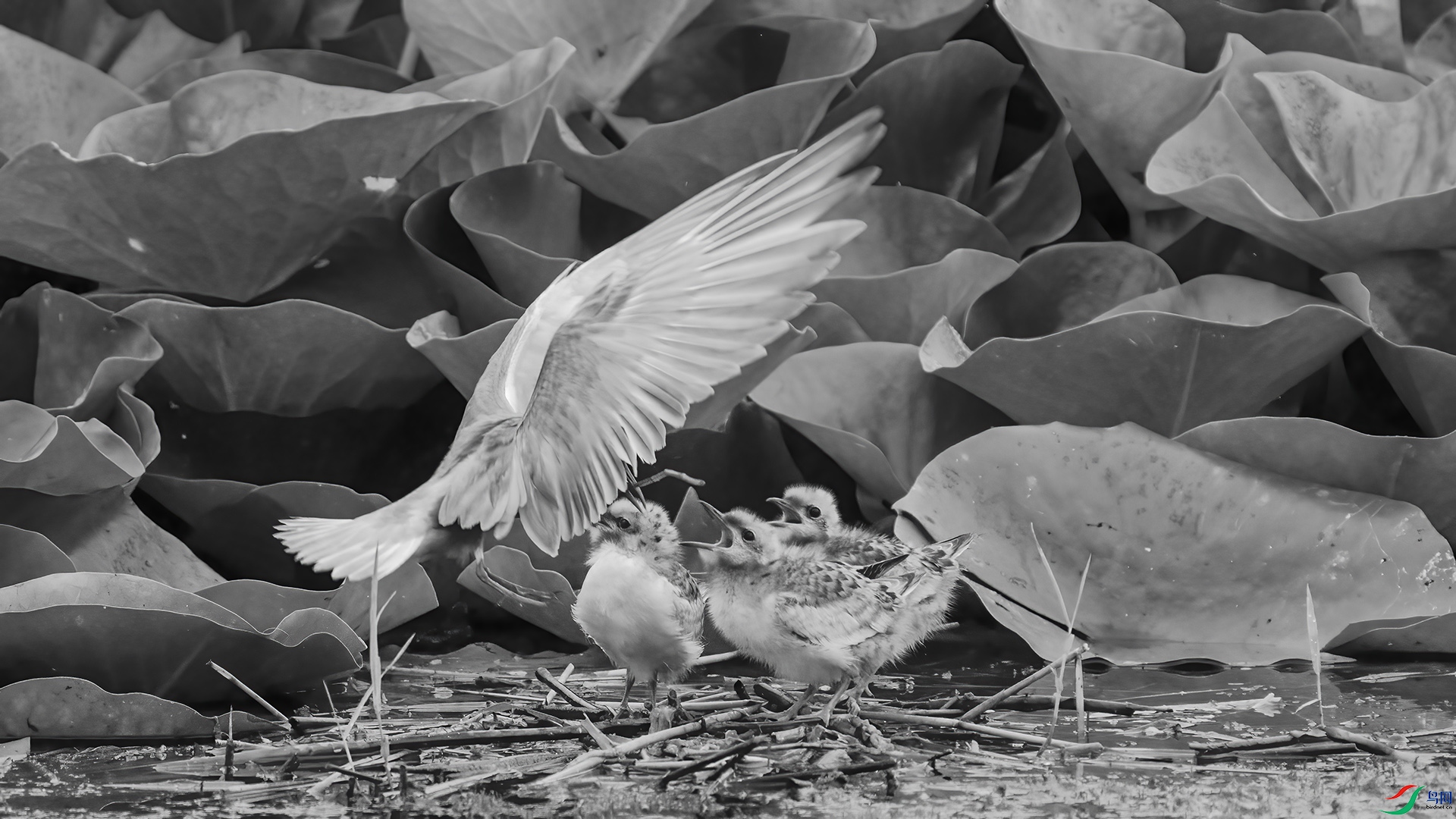 DSC04381 ����.jpg