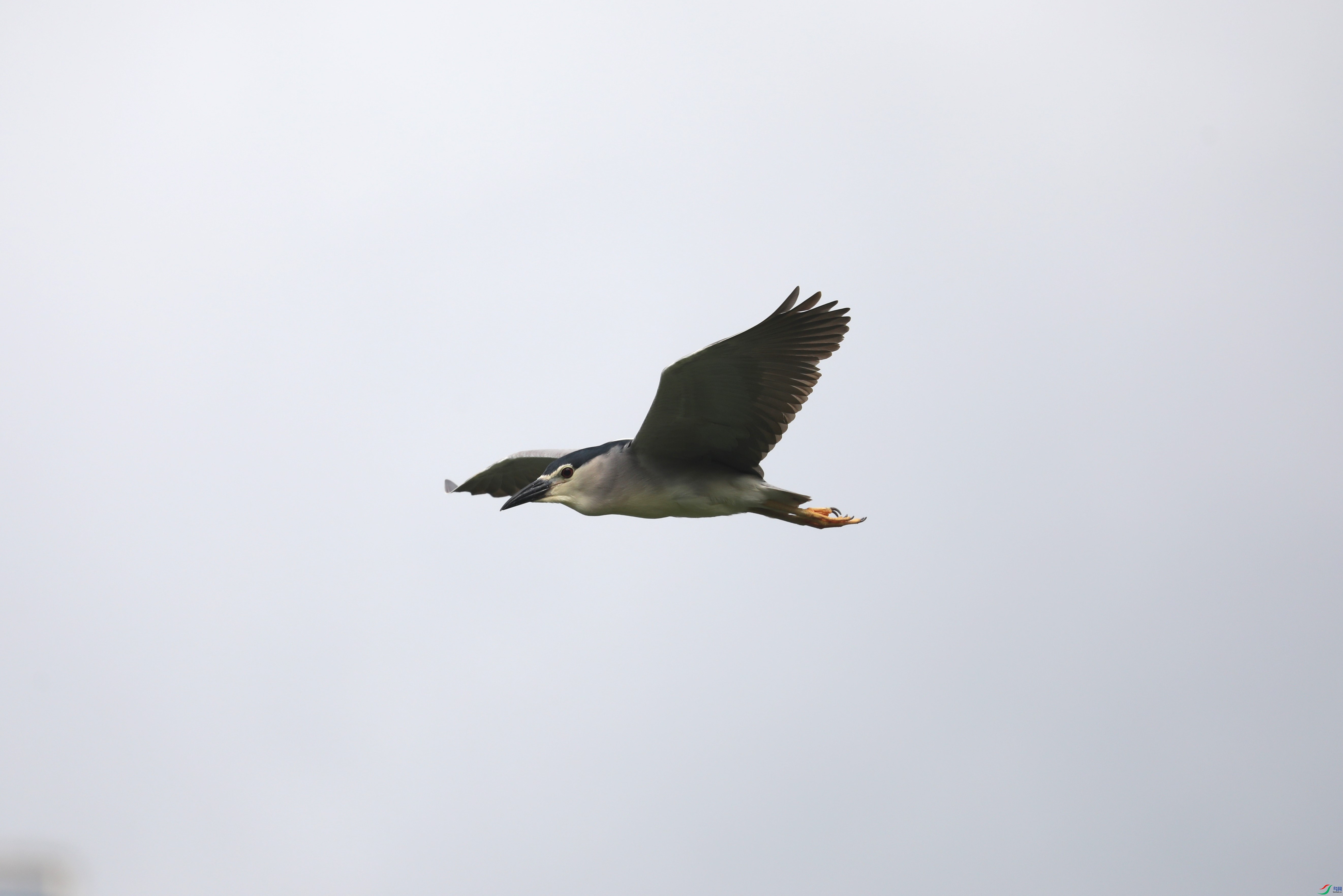 BL7A7143.JPG